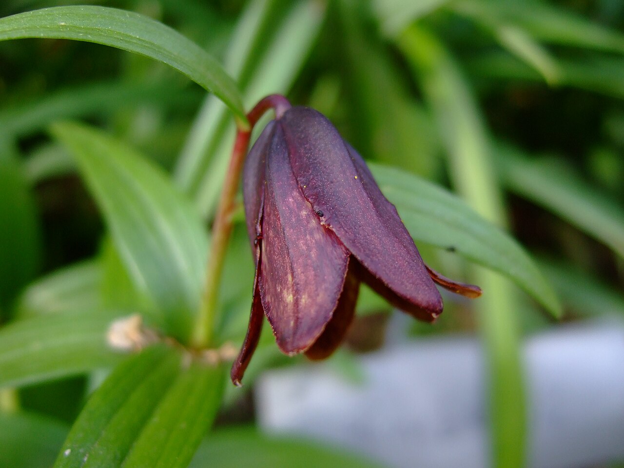 Chocolate Lily (Fritillaria camschatcensis) - PlantNative.org Nodding, bell-shaped chocolate lily (Fritillaria camschatcensis) flower with dark purple-brown recurved tepals
