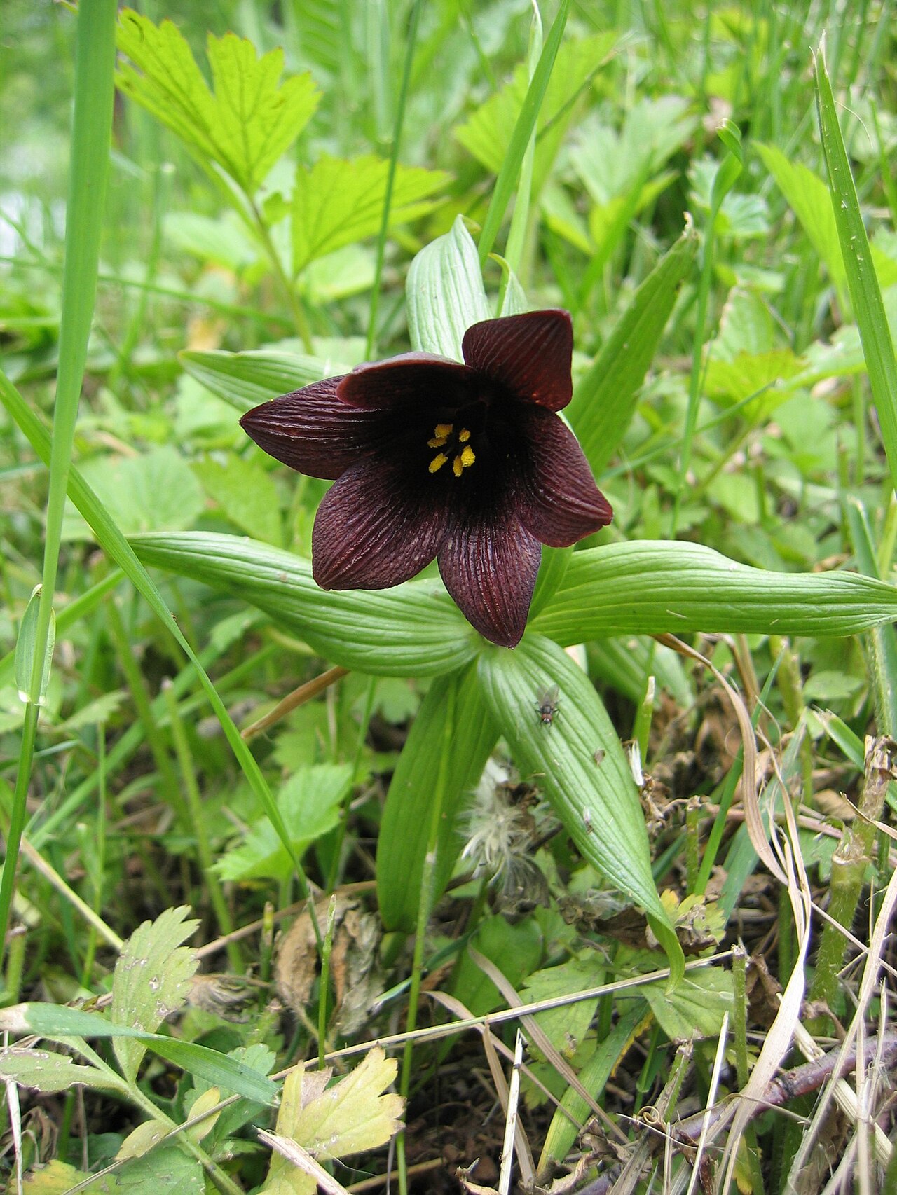 Chocolate Lily (Fritillaria camschatcensis) - PlantNative.org Close-up of an open chocolate lily (Fritillaria camschatcensis) flower showing dark mottled purple-brown tepals and yellow stamens