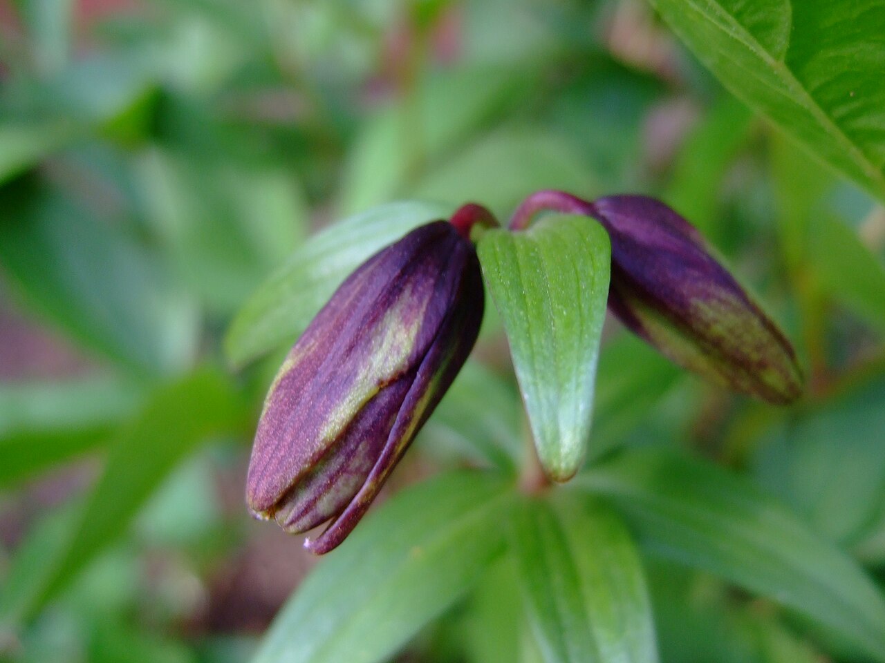 Chocolate Lily (Fritillaria camschatcensis) - PlantNative.org Chocolate lily (Fritillaria camschatcensis) with a whorl of leaves and a dark purplish-brown bud