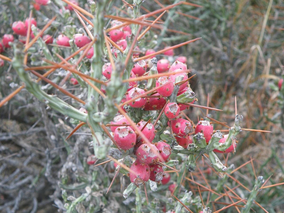 Close-up of bright red fruit clustered on spiny stems of Christmas cactus (Cylindropuntia leptocaulis)