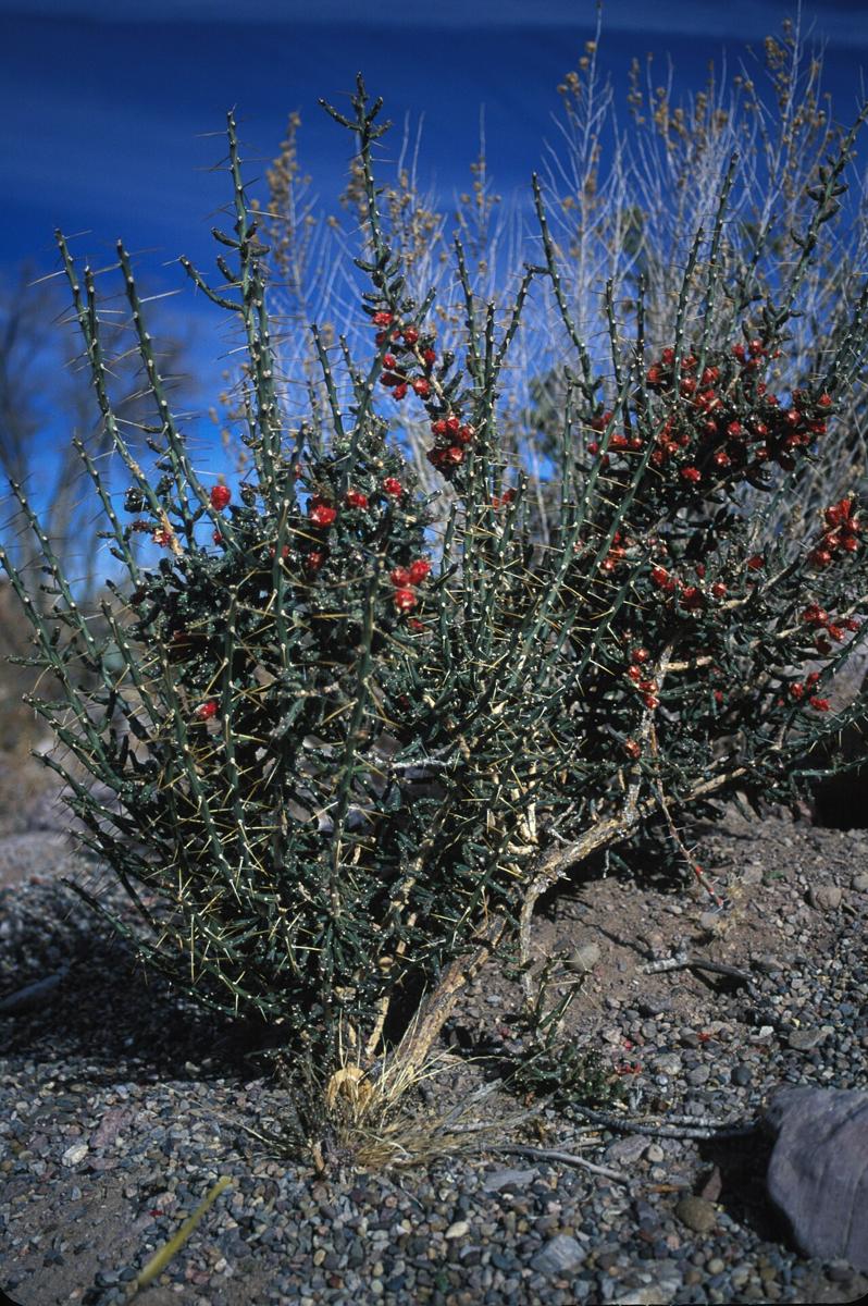Christmas cactus or tasajillo (Cylindropuntia leptocaulis) shrub covered in small red fruit in the desert