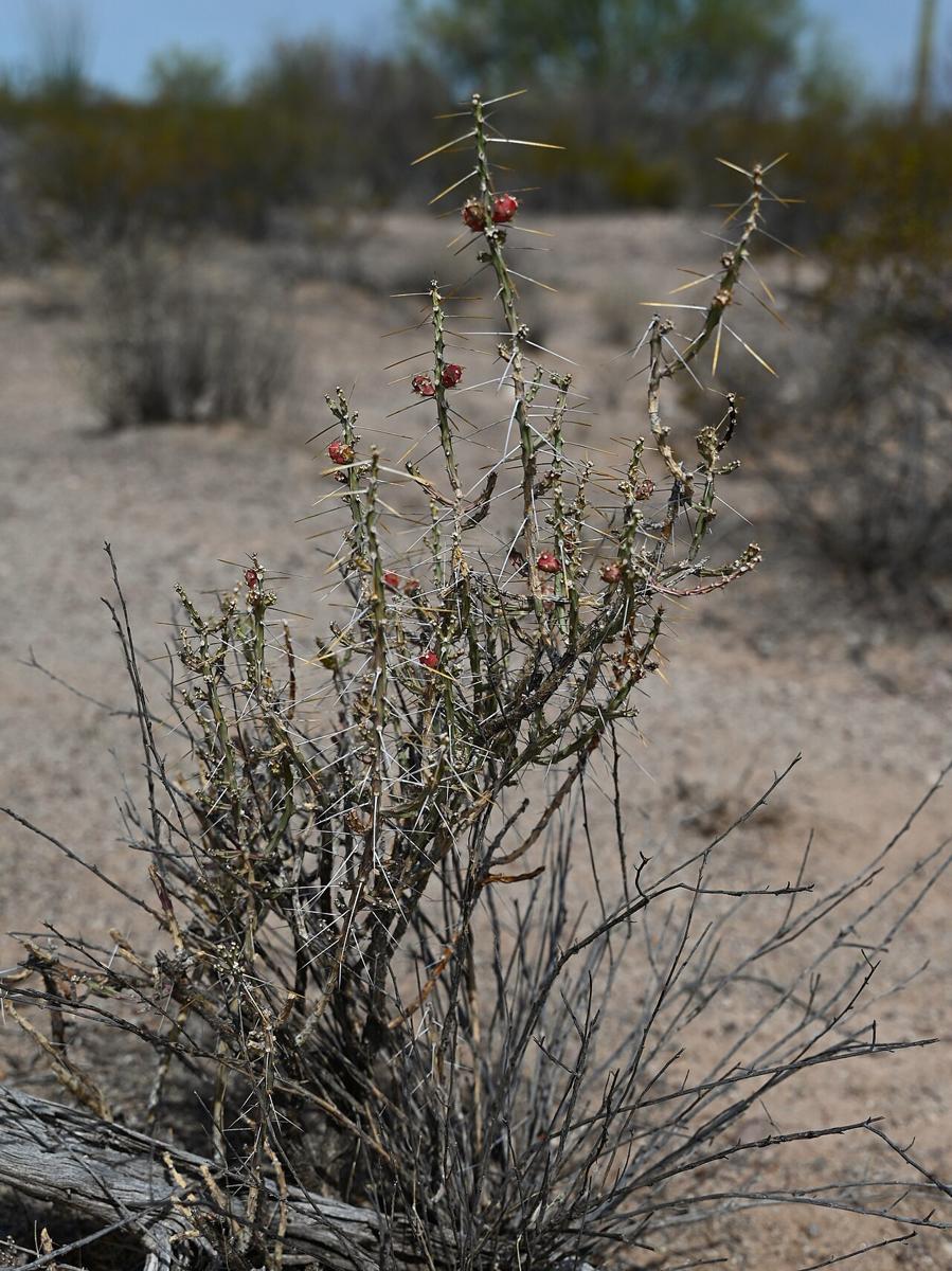 Thin, spiny stems of Christmas cactus (Cylindropuntia leptocaulis) with red fruit, in desert habitat in Arizona