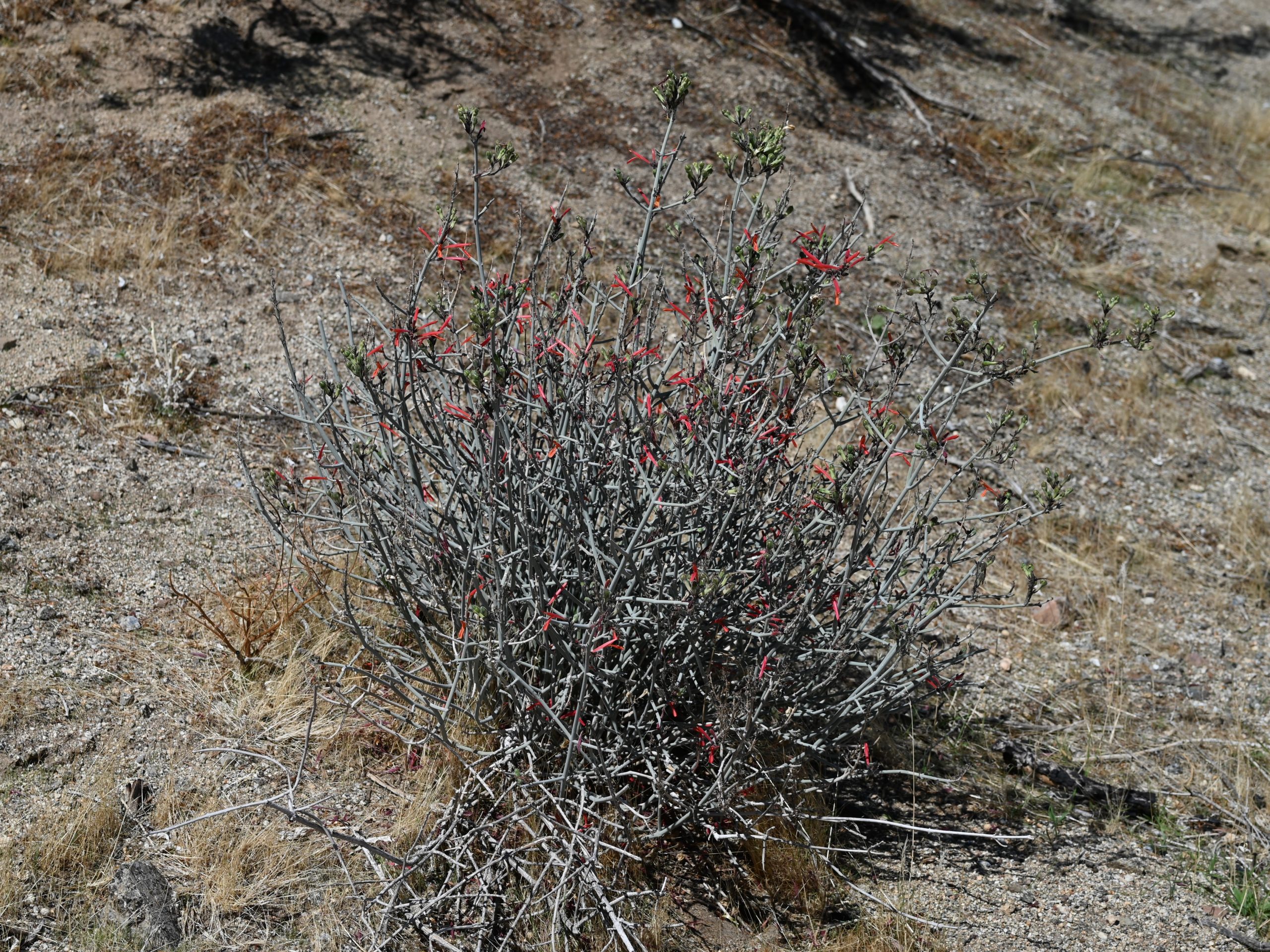 Close-up of chuparosa (Justicia californica) tubular red flower cluster showing the hooded, two-lipped flower shape