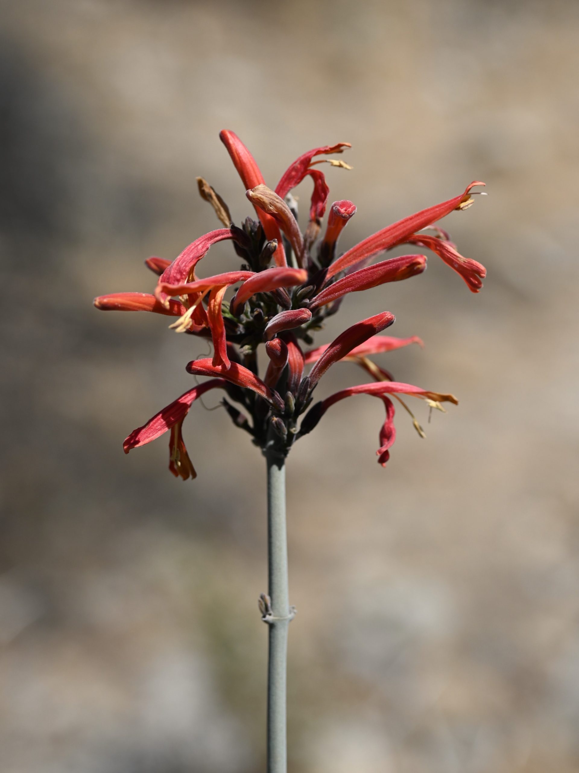 Chuparosa (Justicia californica) leafless gray-stemmed shrub with scattered red flowers growing in a sandy desert wash in Anza-Borrego Desert State Park, California