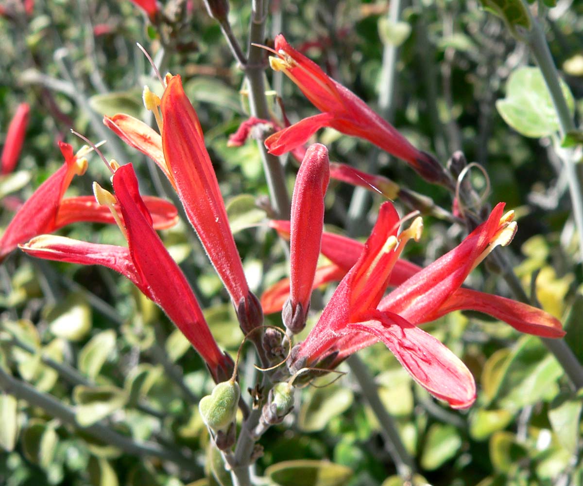 Chuparosa (Justicia californica) shrub covered in bright red tubular flowers growing on a desert hillside in the Santa Rosa Mountains, California