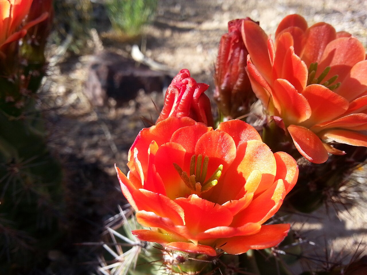 Claret Cup Cactus (Echinocereus triglochidiatus) - PlantNative.org Claret Cup Cactus (Echinocereus triglochidiatus) scarlet-orange flowers blooming in El Paso, Texas
