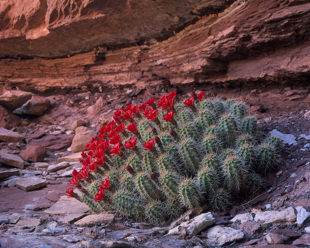 Claret Cup Cactus (Echinocereus triglochidiatus) - PlantNative.org Claret Cup Cactus (Echinocereus triglochidiatus) mound covered in bright red flowers growing beneath a sandstone overhang