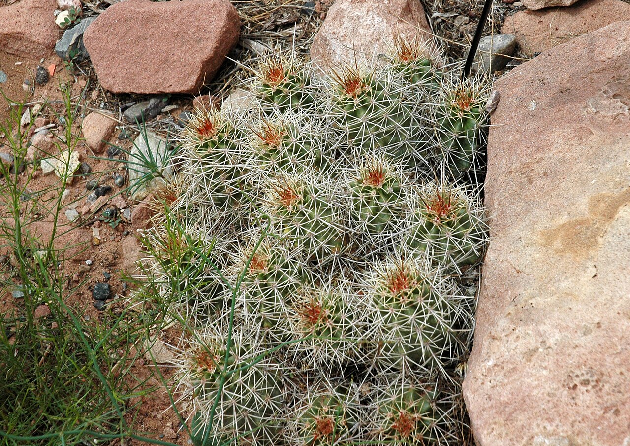 Claret Cup Cactus (Echinocereus triglochidiatus) - PlantNative.org Close-up of Claret Cup Cactus (Echinocereus triglochidiatus) stems showing clustered ribbed stems with dense white and tan spines