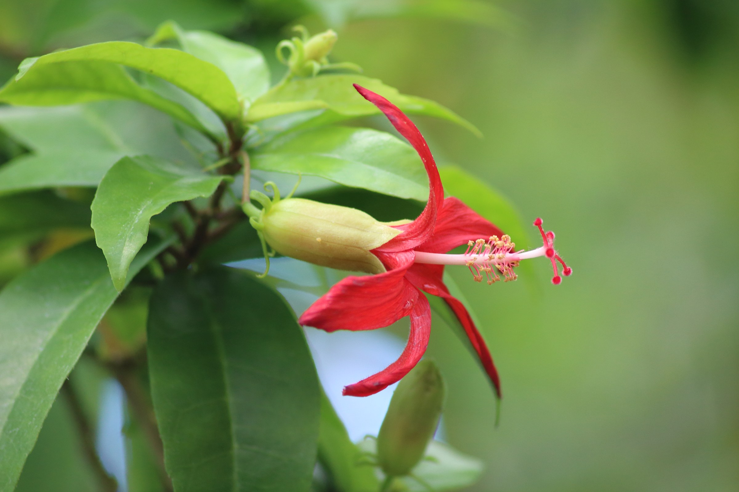 Clay's Hibiscus (Hibiscus clayi) - PlantNative.org Close-up of Clay's Hibiscus (Hibiscus clayi) narrow-petaled red flower with bud and glossy leaves