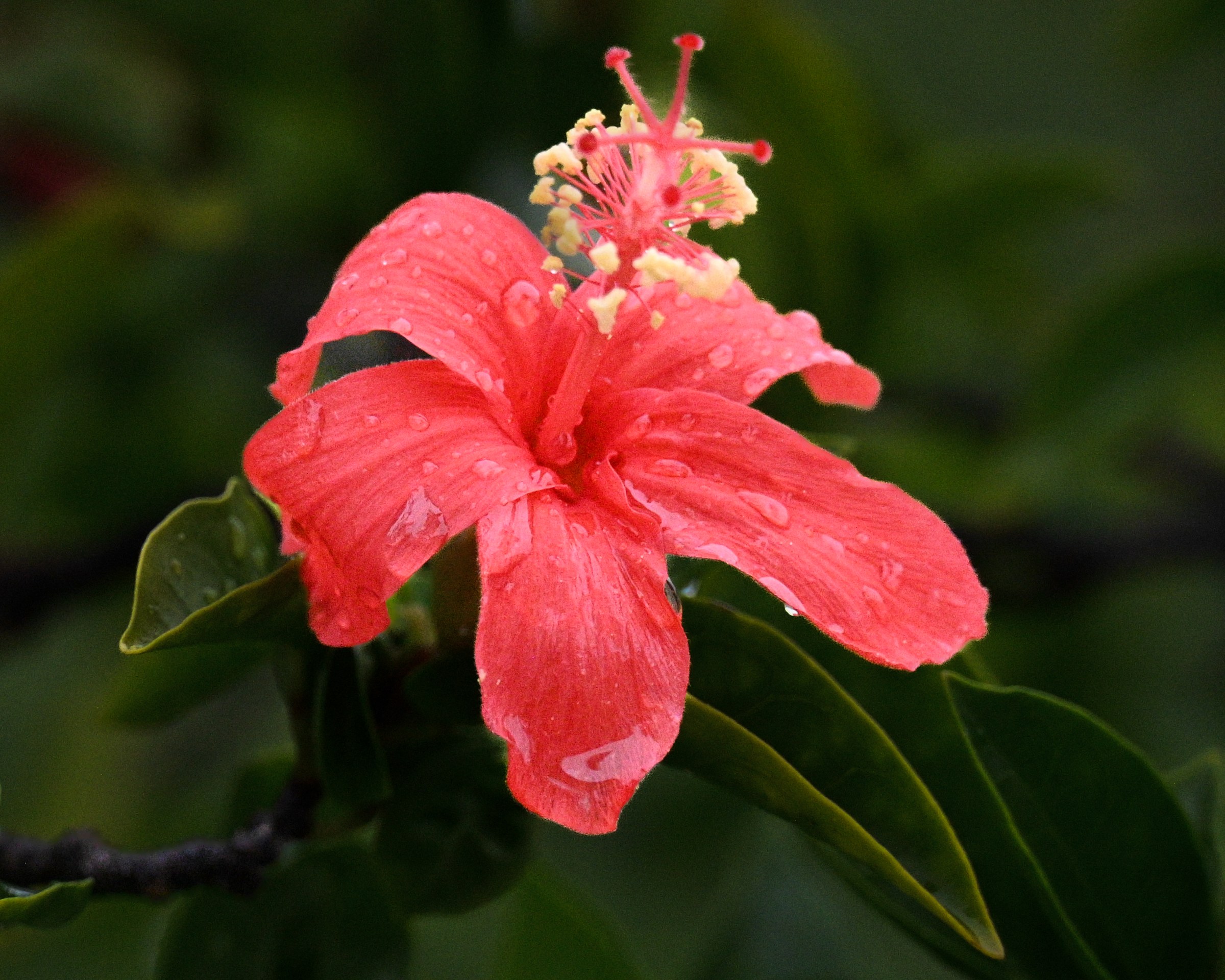 Clay's Hibiscus (Hibiscus clayi) - PlantNative.org Clay's Hibiscus (Hibiscus clayi) large bright red flower with yellow-tipped stamens