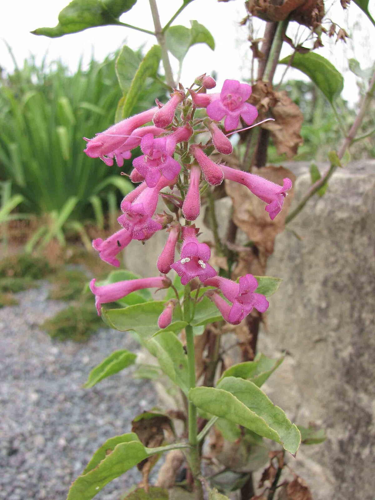 Cleveland's Penstemon (Penstemon clevelandii) - PlantNative.org Cleveland's penstemon growing in a garden setting, showing its compact subshrub form and magenta flower spikes