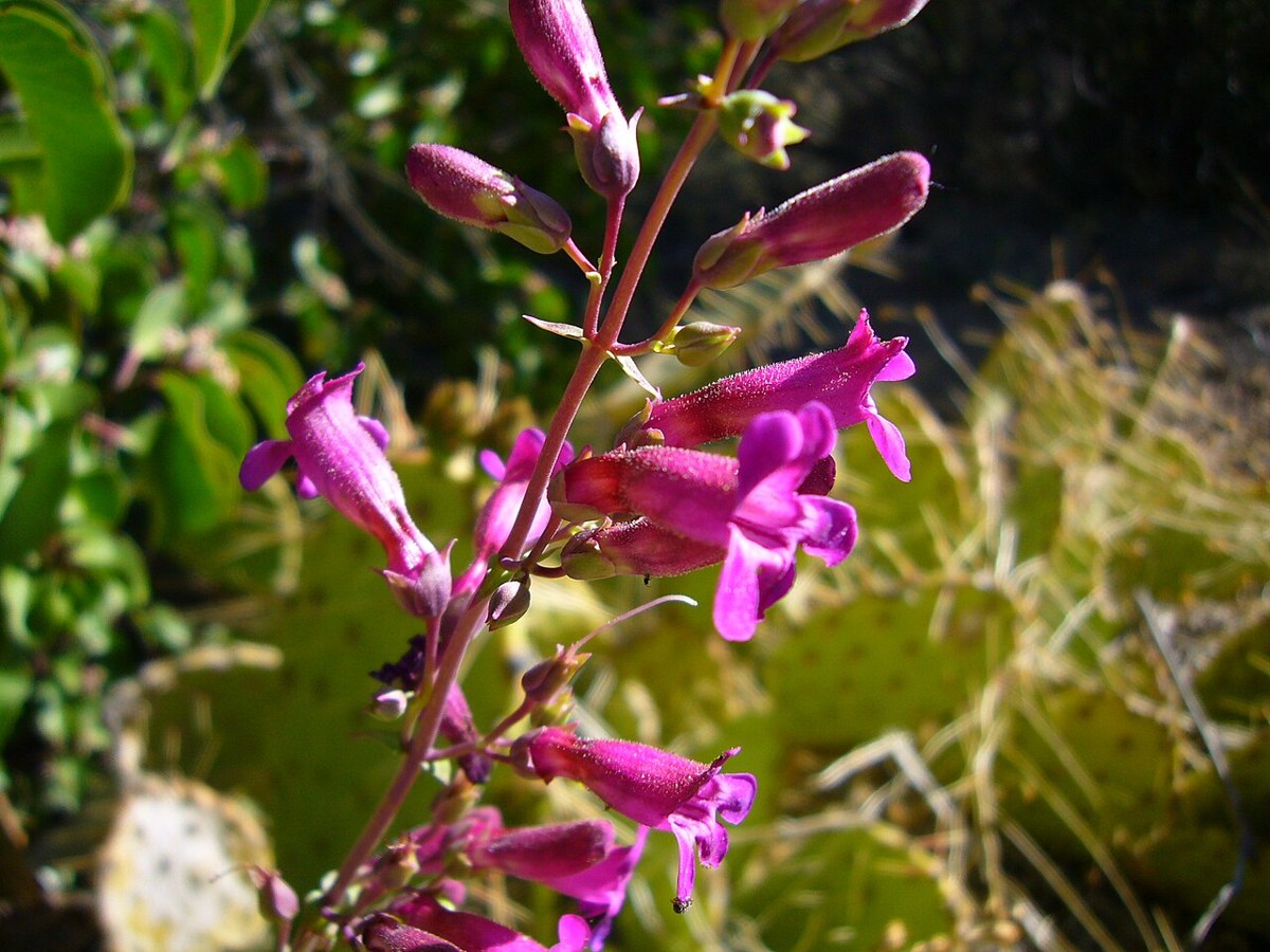 Cleveland's Penstemon (Penstemon clevelandii) - PlantNative.org Close-up of Cleveland's penstemon flowers in a desert setting with prickly pear cactus in the background
