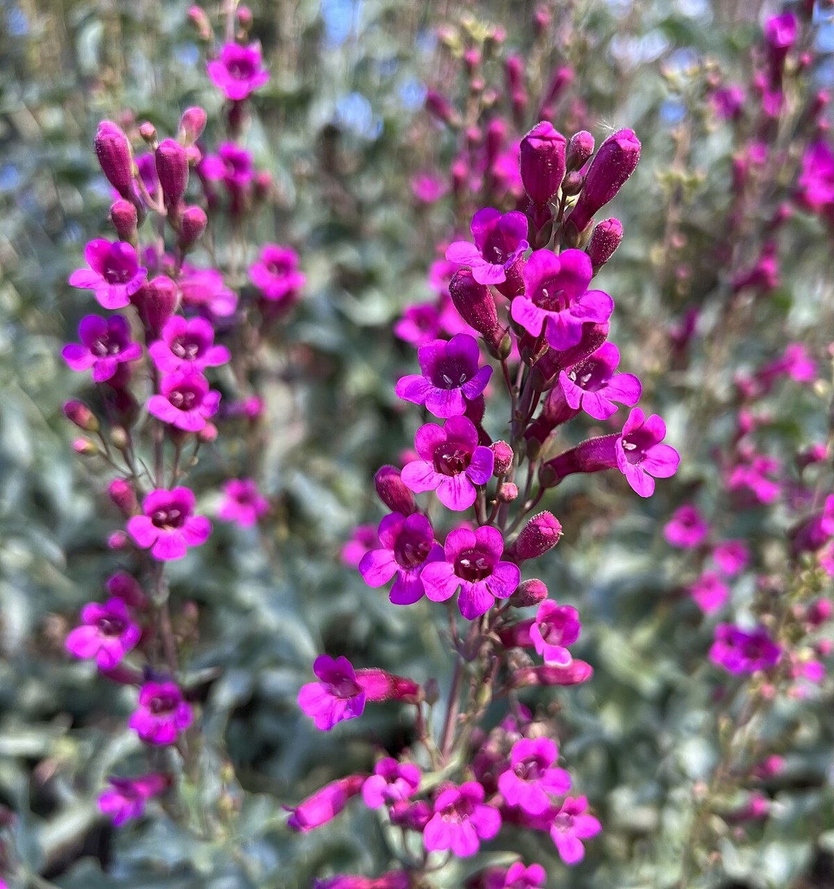 Cleveland's Penstemon (Penstemon clevelandii) - PlantNative.org Cleveland's penstemon (Penstemon clevelandii) magenta tubular flower spikes growing wild among desert shrubs
