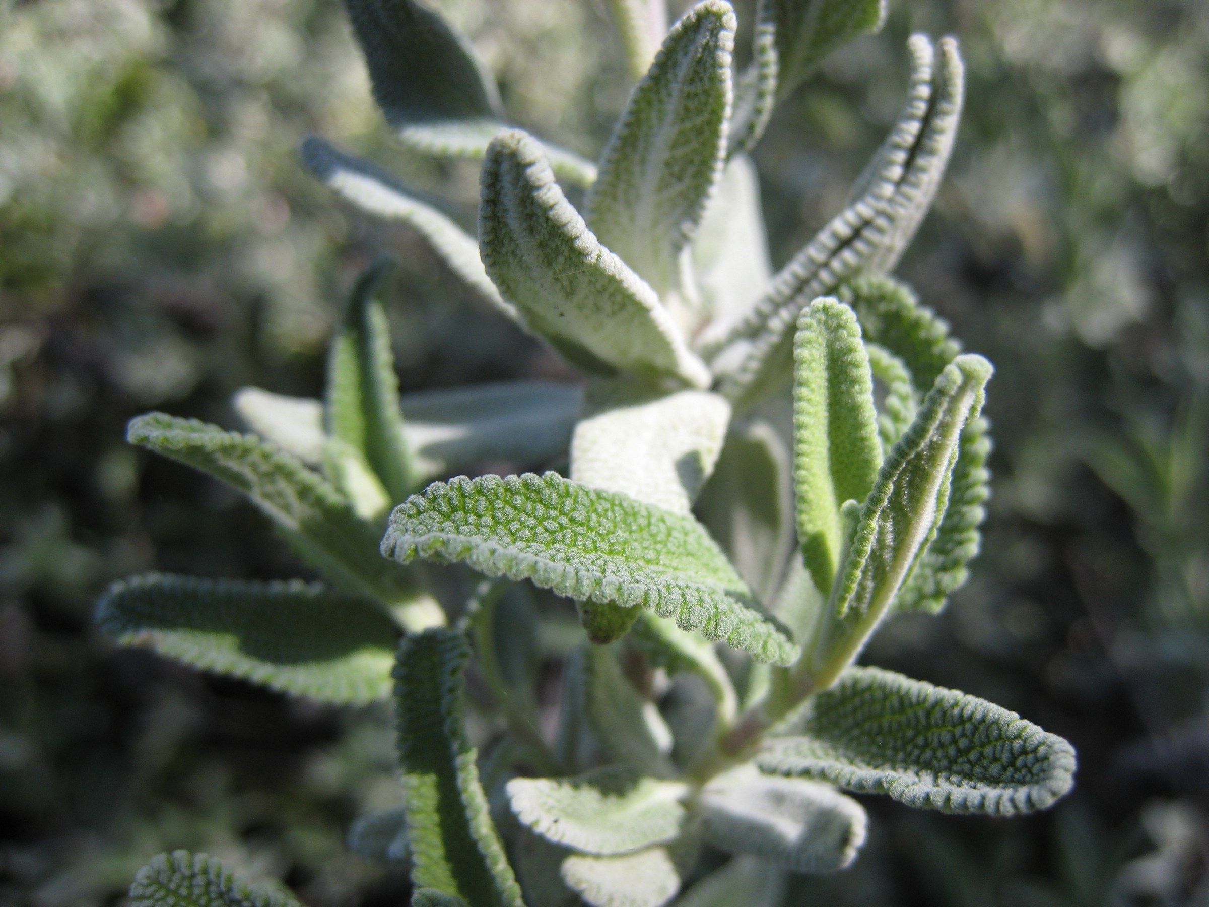 Close-up of Cleveland Sage (Salvia clevelandii) crinkled gray-green leaves with finely scalloped, hairy margins