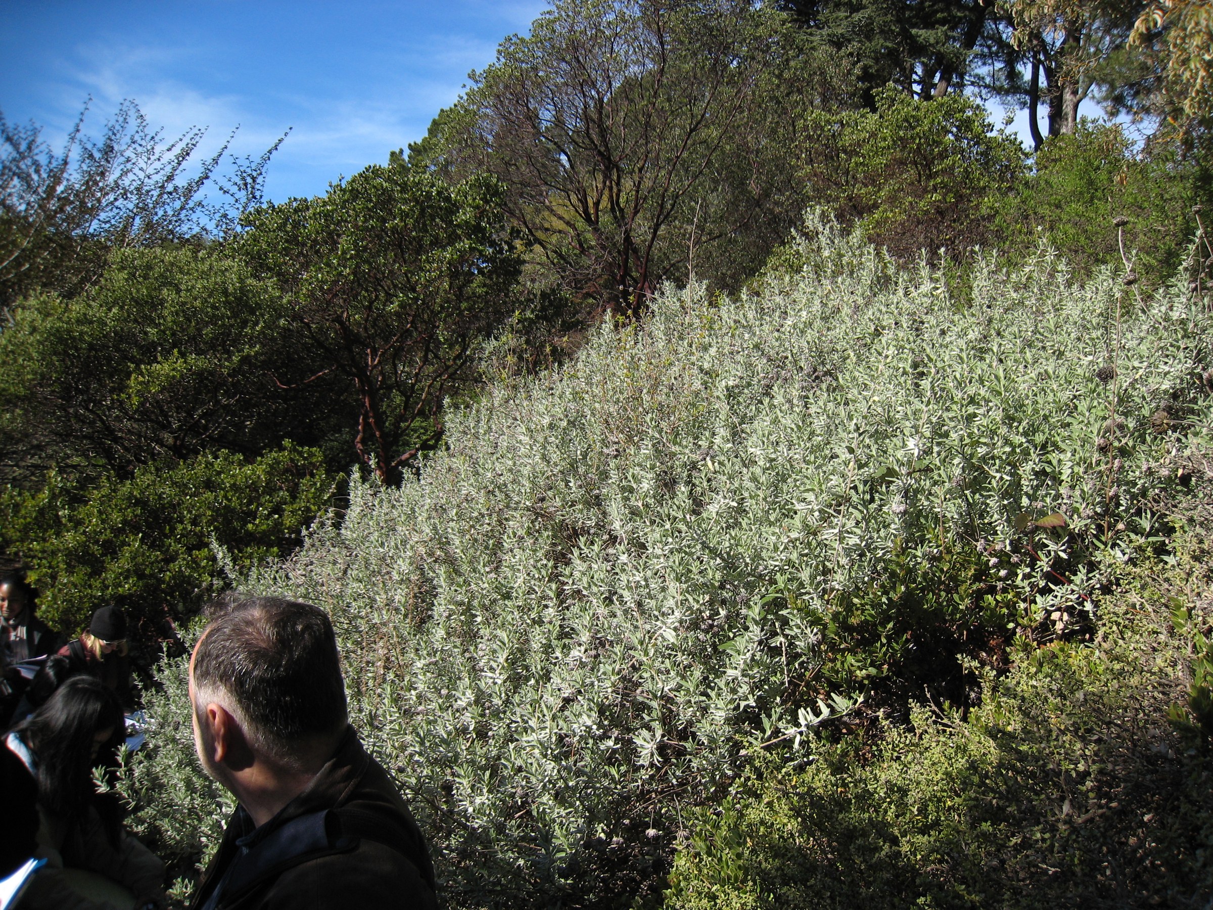 Cleveland Sage (Salvia clevelandii) growing in dense chaparral habitat on a Southern California hillside
