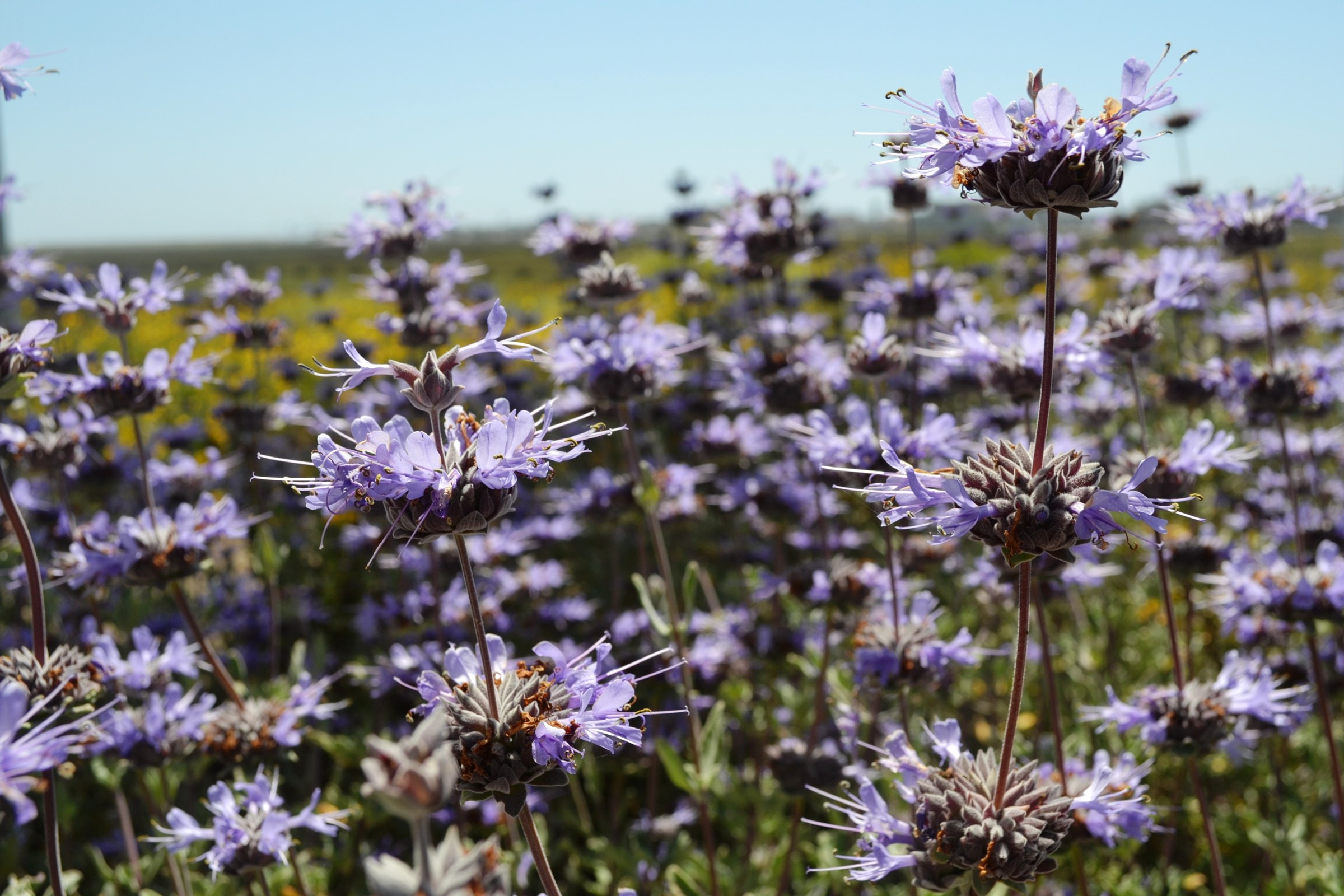 Cleveland Sage (Salvia clevelandii) flowering in a wild chaparral field with whorled lavender-blue blooms