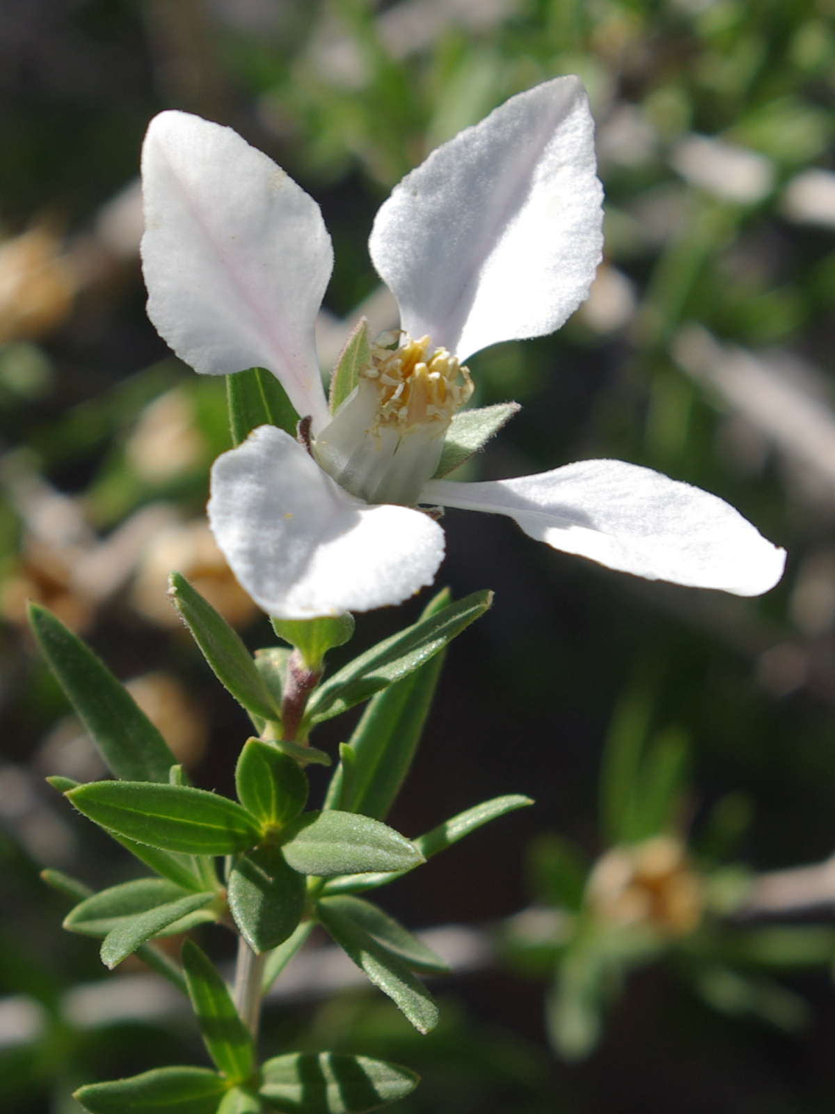 Cliff Fendlerbush (Fendlera rupicola) - PlantNative.org Close-up of a single white Cliff Fendlerbush (Fendlera rupicola) flower showing four broad petals and pale stamens