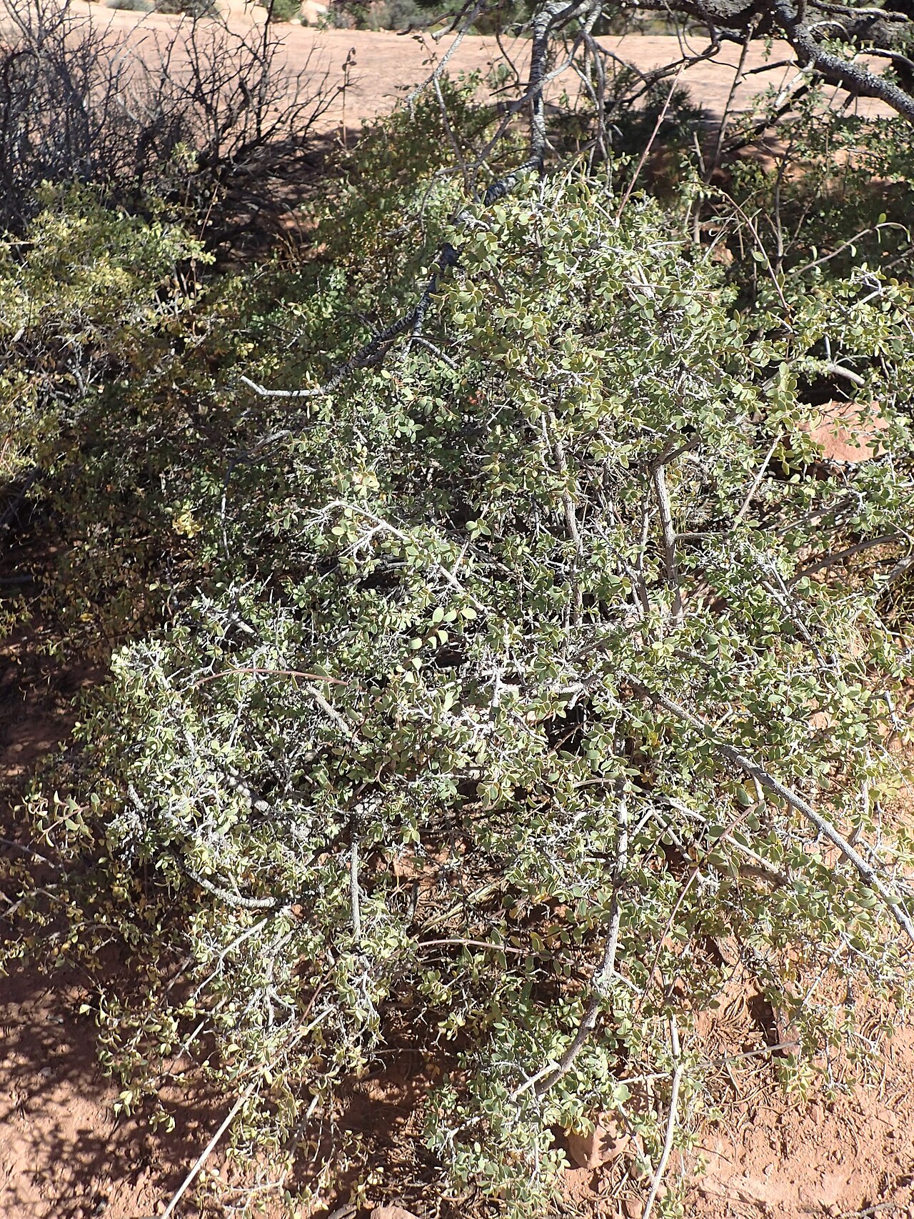 Cliff Fendlerbush (Fendlera rupicola) - PlantNative.org Cliff Fendlerbush (Fendlera rupicola) growing as a dense, widely-branched shrub on a sandy rock slope