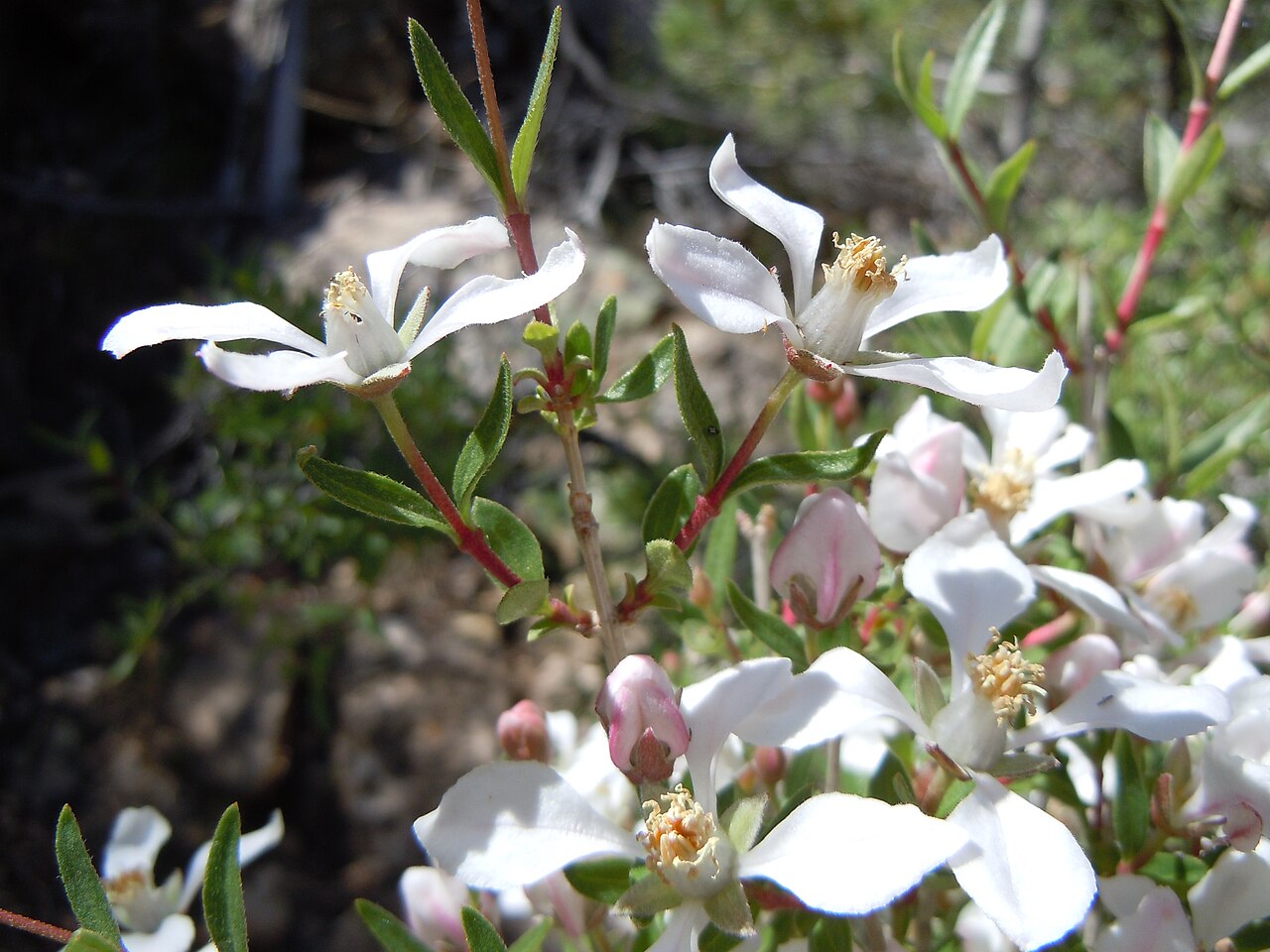 Cliff Fendlerbush (Fendlera rupicola) - PlantNative.org Cluster of Cliff Fendlerbush (Fendlera rupicola) flowers and pink buds in full spring bloom