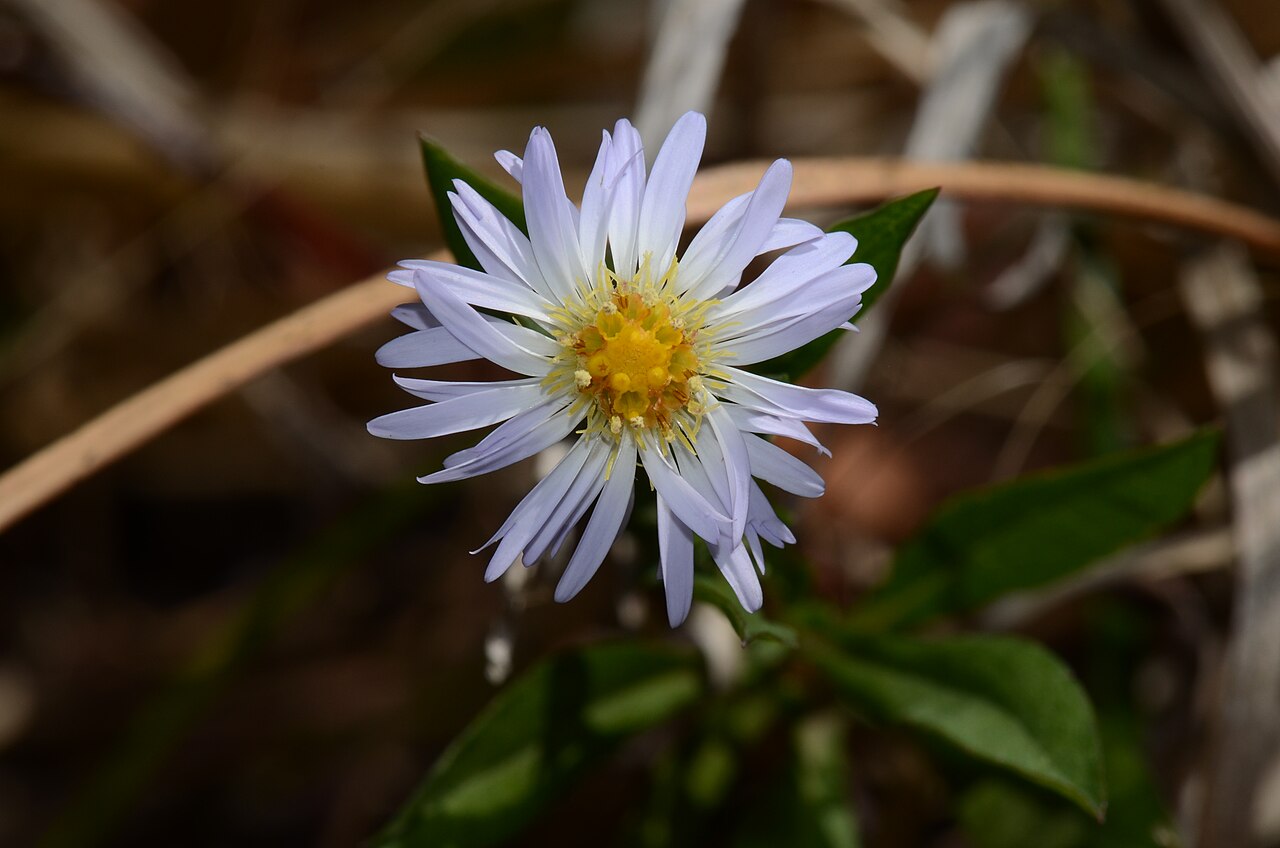 Climbing Aster (Ampelaster carolinianus) - PlantNative.org Climbing aster (Ampelaster carolinianus) growing along a Florida marsh-edge habitat
