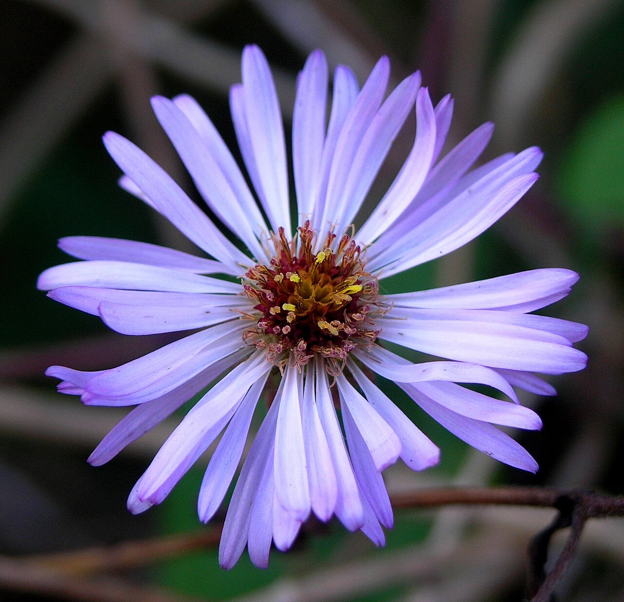 Climbing Aster (Ampelaster carolinianus) - PlantNative.org Climbing aster (Ampelaster carolinianus) sprawling shrub covered in small lavender-pink daisy-like flowers