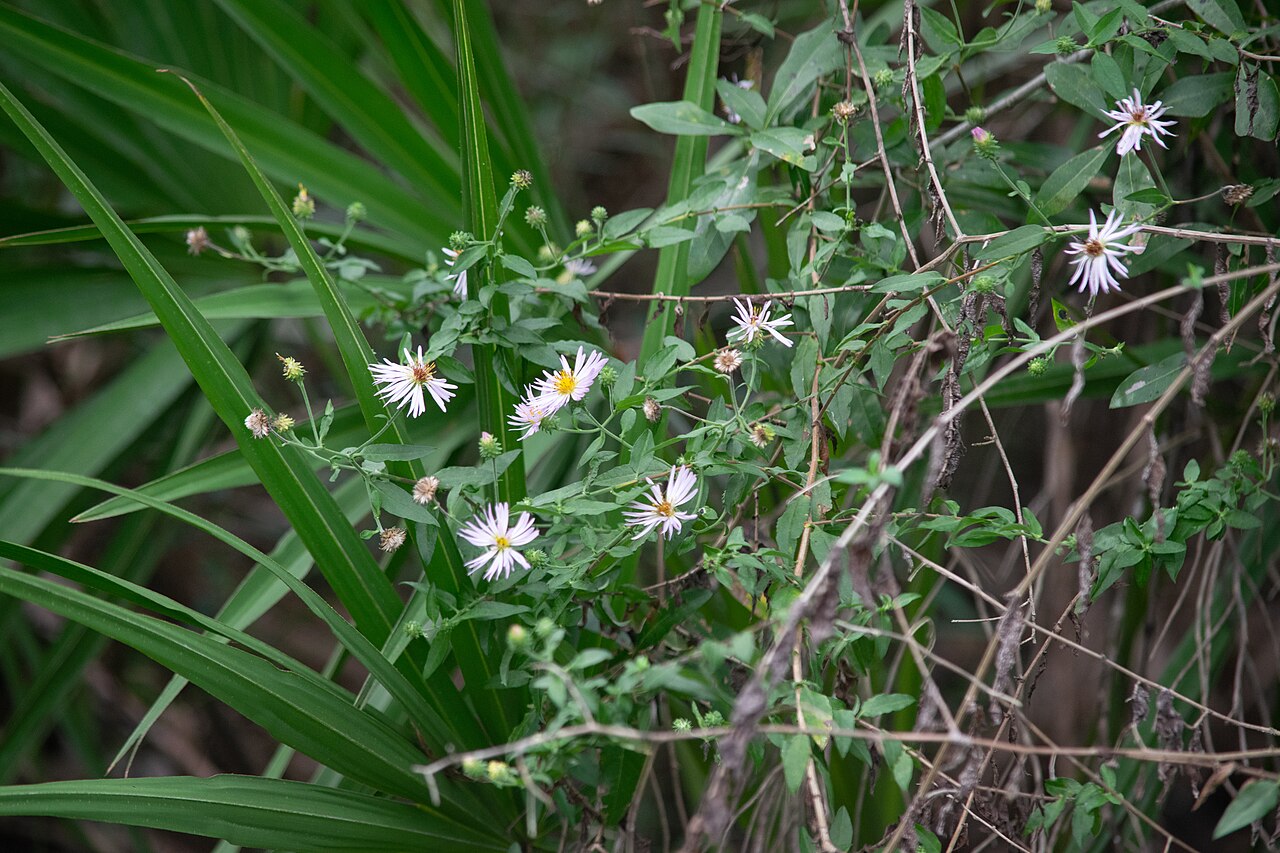 Climbing Aster (Ampelaster carolinianus) - PlantNative.org Close-up of climbing aster (Ampelaster carolinianus) lavender-pink flowers with yellow centers and narrow leaves
