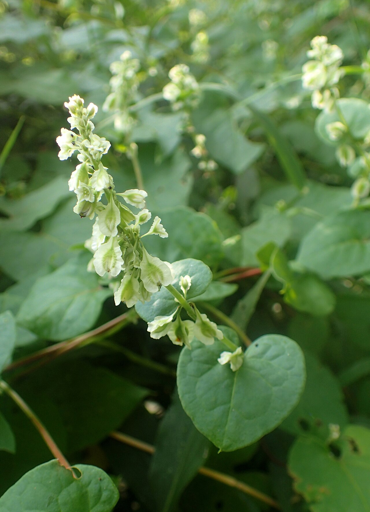 Climbing False Buckwheat (Fallopia scandens) - PlantNative.org Close-up of climbing false buckwheat (Fallopia scandens) raceme showing small winged greenish-white flowers and heart-shaped leaves