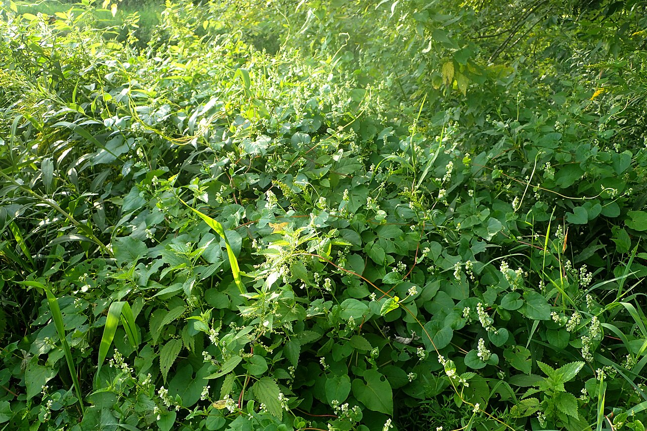 Climbing False Buckwheat (Fallopia scandens) - PlantNative.org Climbing false buckwheat (Fallopia scandens) sprawling and climbing over forest-edge shrubs along a creek in Illinois
