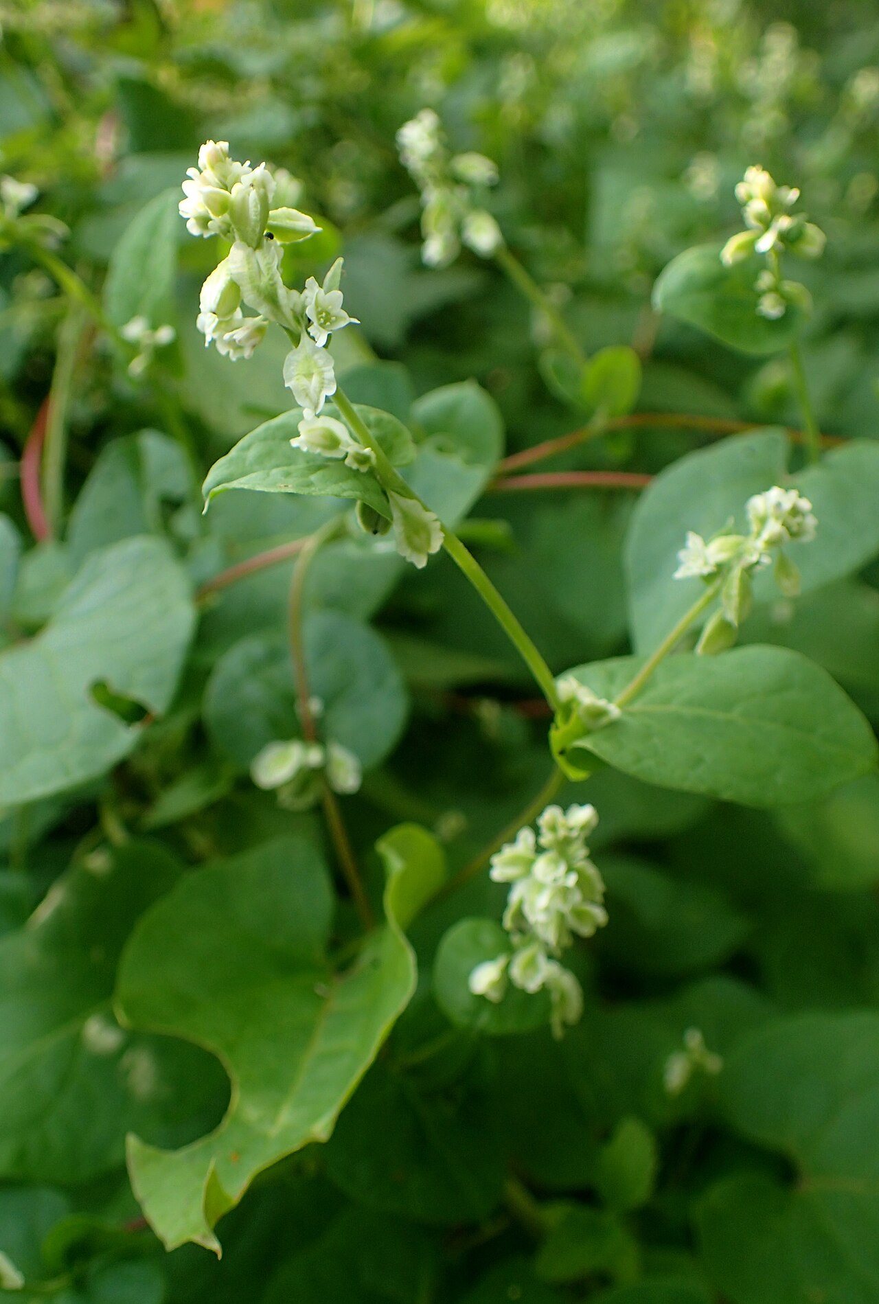 Climbing False Buckwheat (Fallopia scandens) - PlantNative.org Climbing false buckwheat (Fallopia scandens) twining vine with heart-shaped leaves and racemes of small white flowers