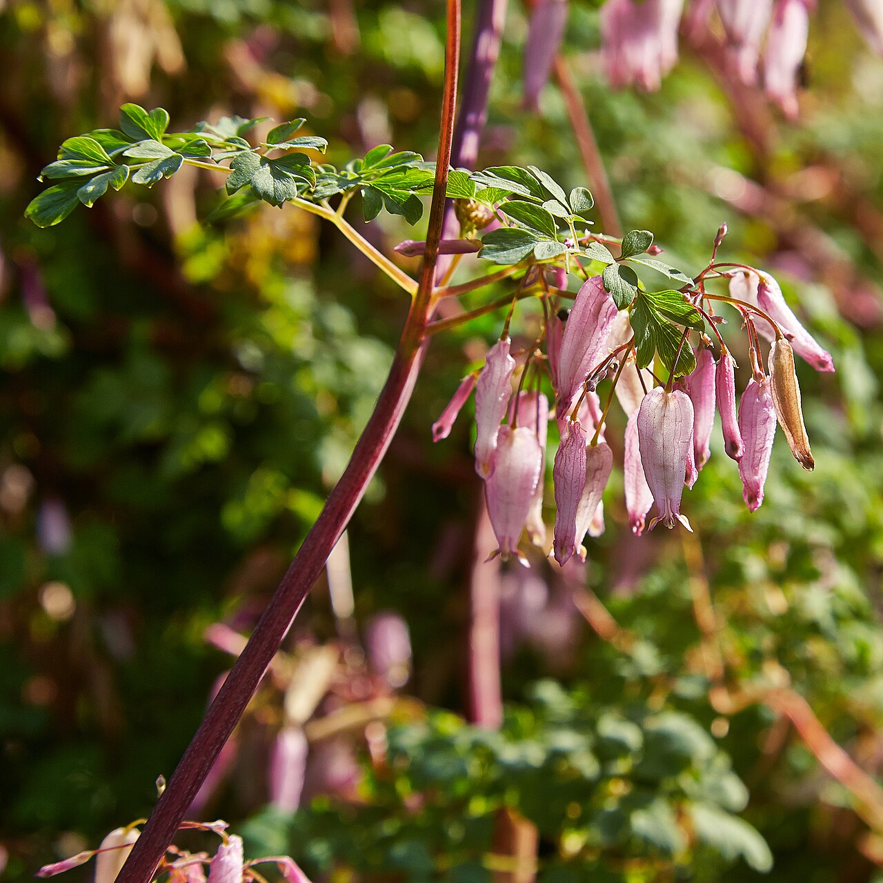 Climbing Fumitory (Adlumia fungosa) - PlantNative.org Close-up of Climbing Fumitory flowers, showing the small pale pink, tubular, heart-shaped blooms hanging in a loose cluster