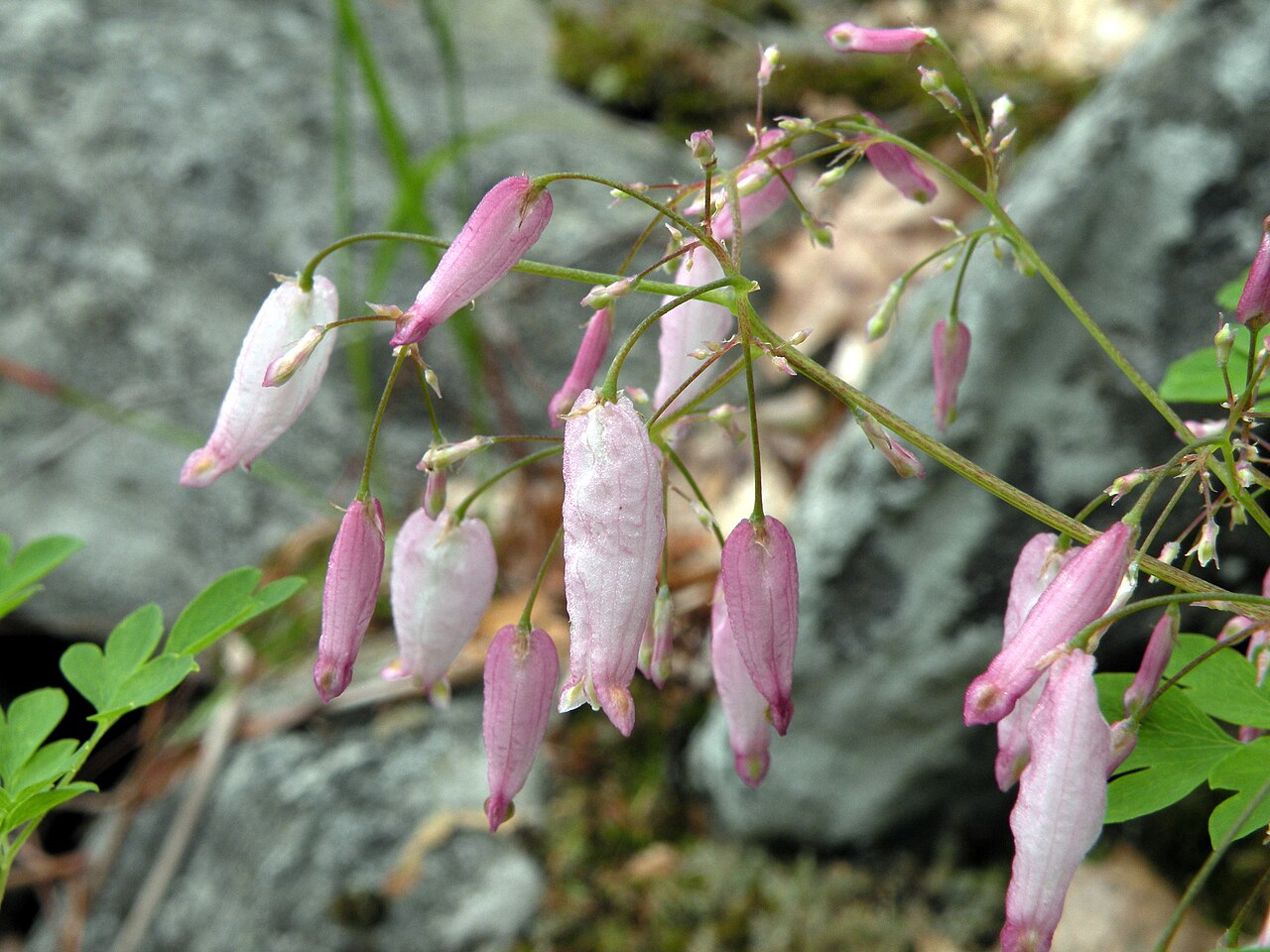 Climbing Fumitory (Adlumia fungosa) - PlantNative.org Climbing Fumitory flower cluster growing among rocks in its native woodland habitat