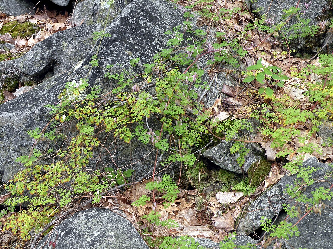 Climbing Fumitory (Adlumia fungosa) - PlantNative.org Climbing Fumitory (Adlumia fungosa) scrambling over rocks with its lacy, fern-like foliage and small pink flowers