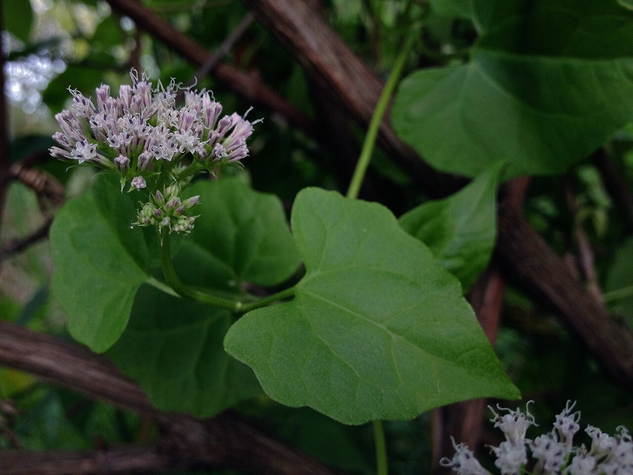 Climbing Hempvine (Mikania scandens) - PlantNative.org Close-up of climbing hempvine (Mikania scandens) showing a cluster of small pale pink tubular flowers and triangular leaves