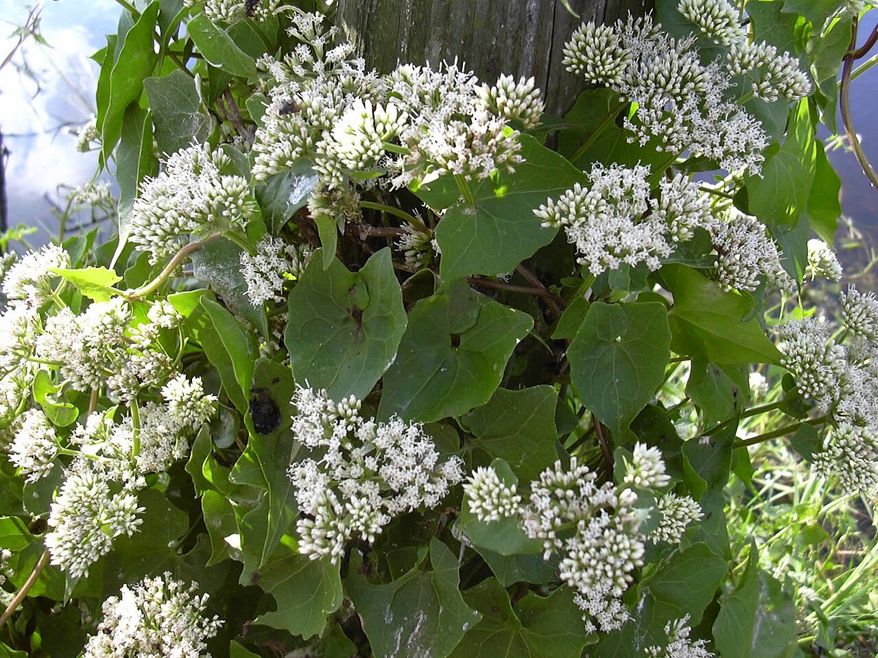 Climbing Hempvine (Mikania scandens) - PlantNative.org Climbing hempvine (Mikania scandens) scrambling over shrubs at a wetland edge, covered in dense clusters of small white flowers