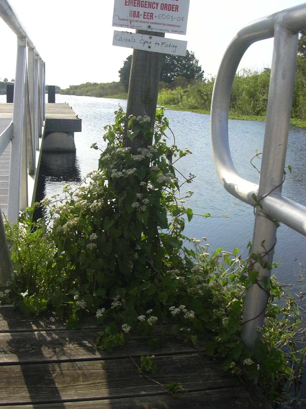 Climbing Hempvine (Mikania scandens) - PlantNative.org Climbing hempvine (Mikania scandens) growing wild at a wetland dock and canal edge, twining up a post with white flower clusters