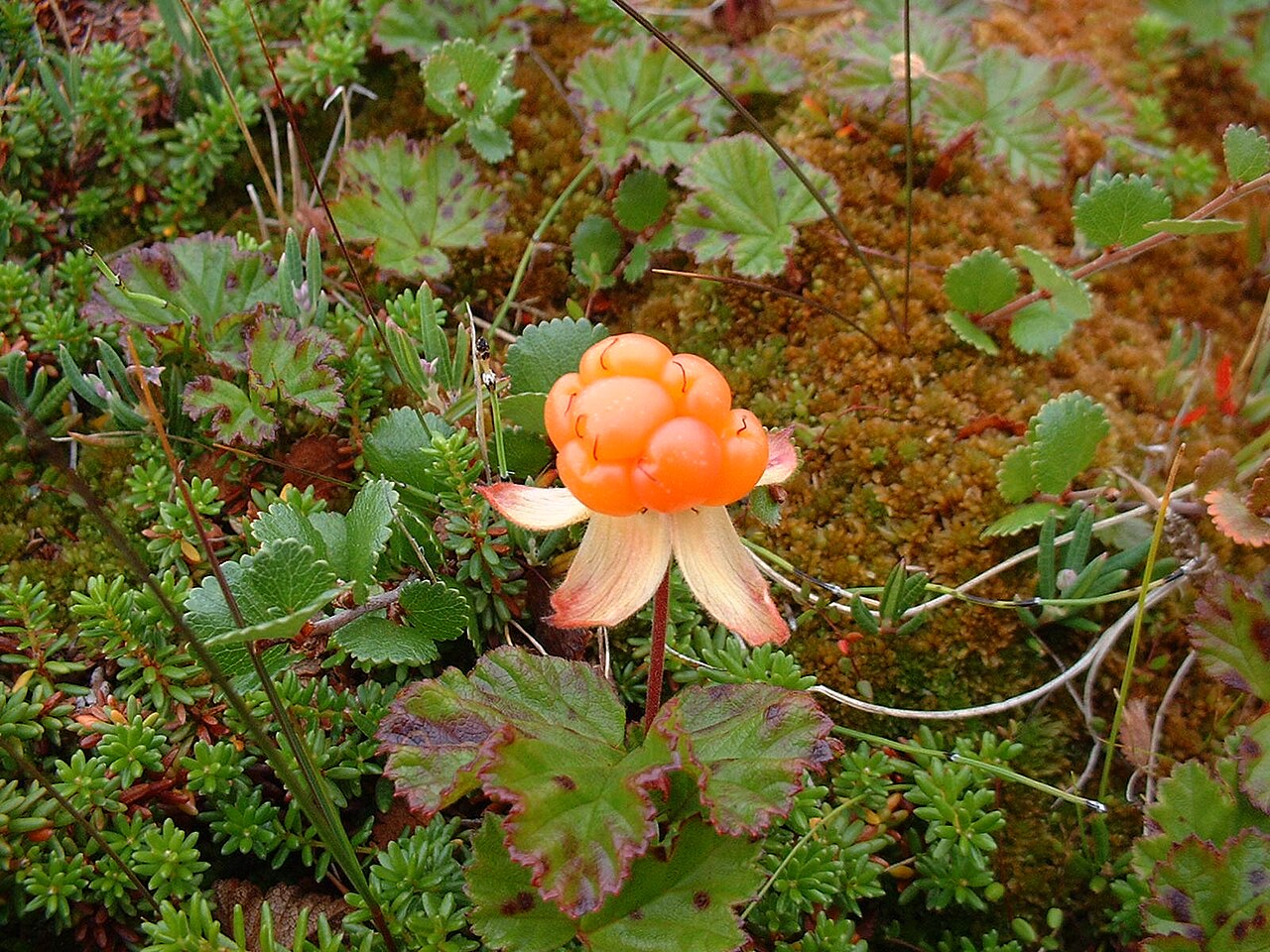 Ripe amber-orange cloudberry (Rubus chamaemorus) fruit cluster on a bog hummock
