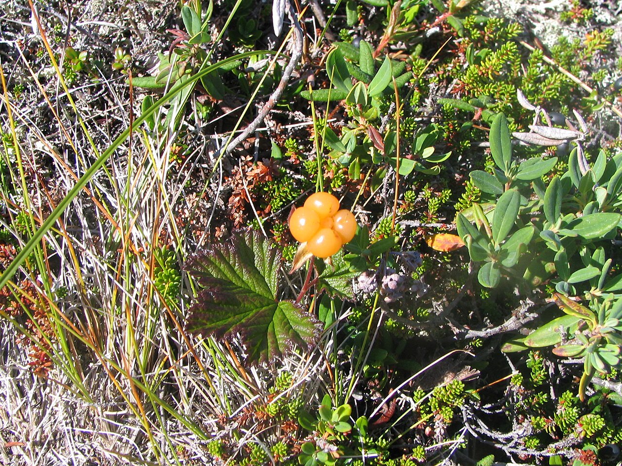 Maple-shaped cloudberry (Rubus chamaemorus) leaf and ripening orange fruit among lichen and moss in open bog habitat