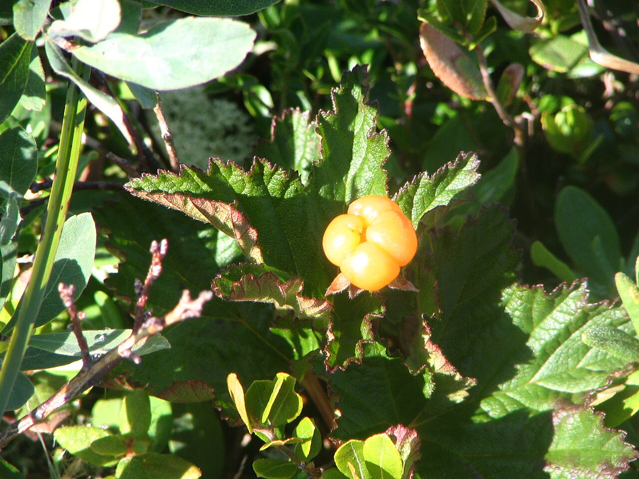 Low cloudberry (Rubus chamaemorus) plant with a maple-like leaf and ripe amber fruit growing in taiga bog on the Quebec Lower North Shore