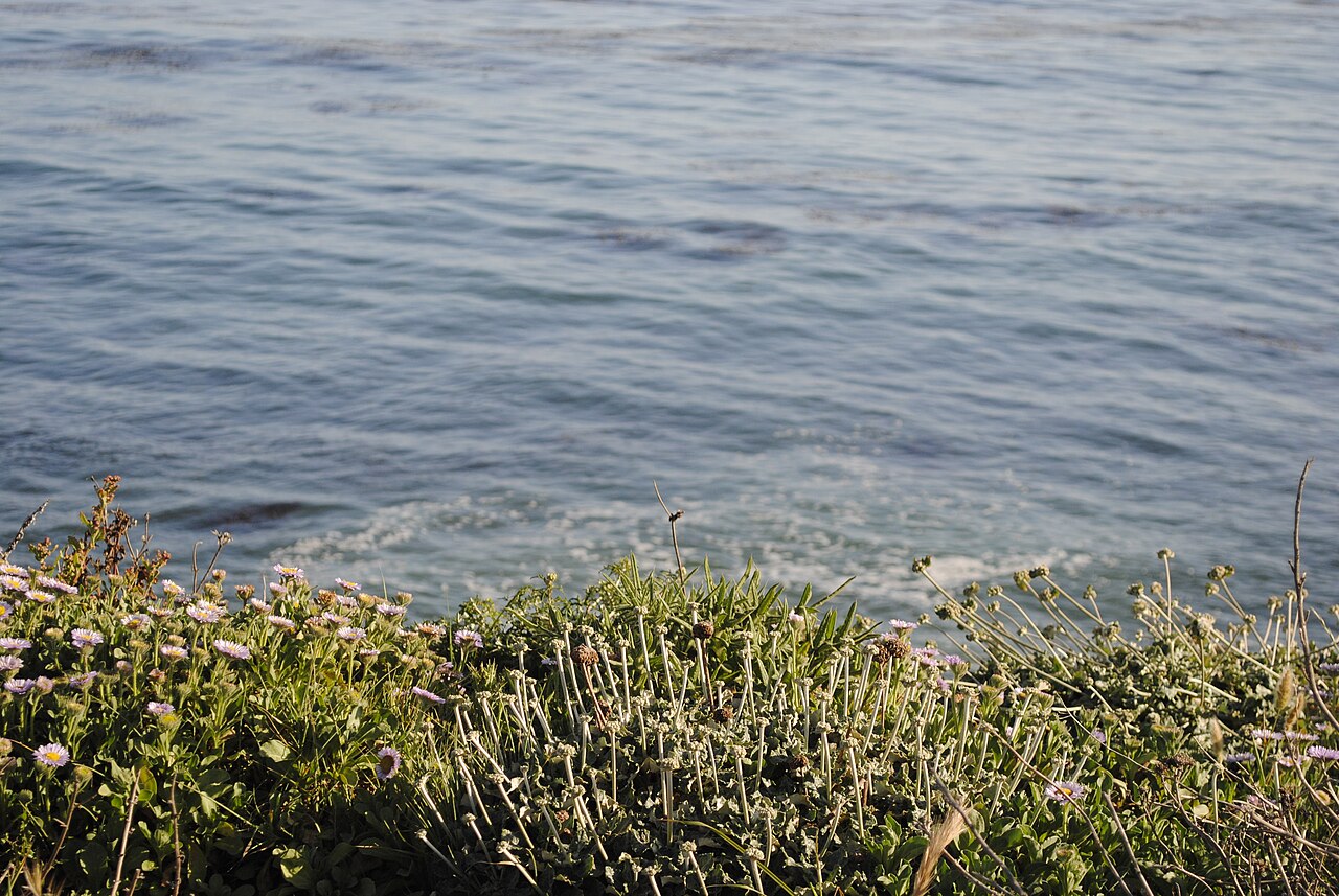 Coast Buckwheat (Eriogonum latifolium) - PlantNative.org Coast buckwheat growing on a bluff edge above the ocean alongside seaside daisy flowers