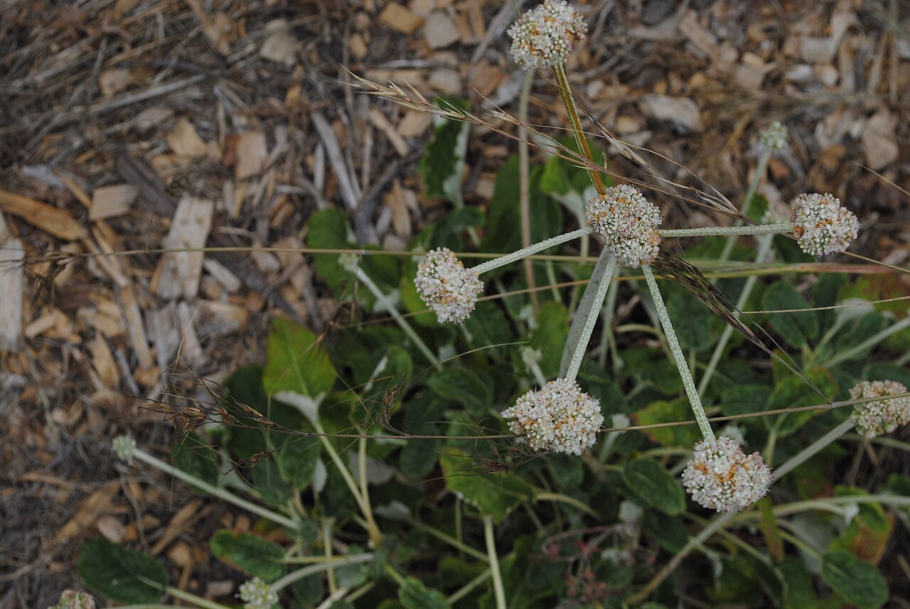 Coast Buckwheat (Eriogonum latifolium) - PlantNative.org Close-up of coast buckwheat flower clusters showing ball-shaped umbels of small cream and pink flowers above gray-green leaves