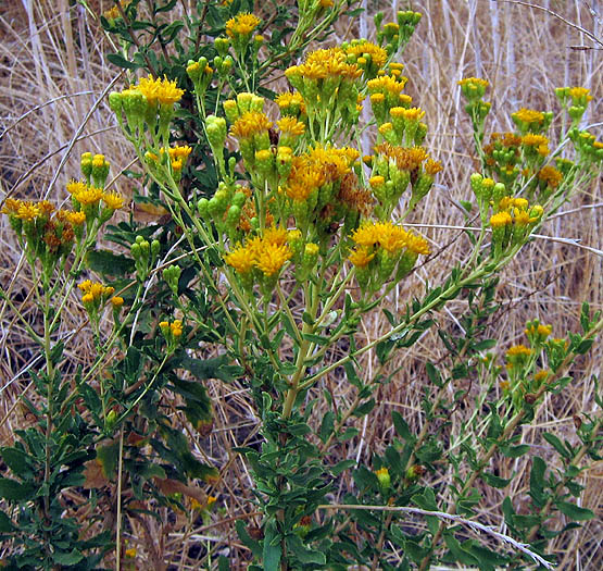 Coast Goldenbush (Isocoma menziesii) - PlantNative.org Coast goldenbush (Isocoma menziesii) shrub with clusters of yellow flowers growing among dry grasses