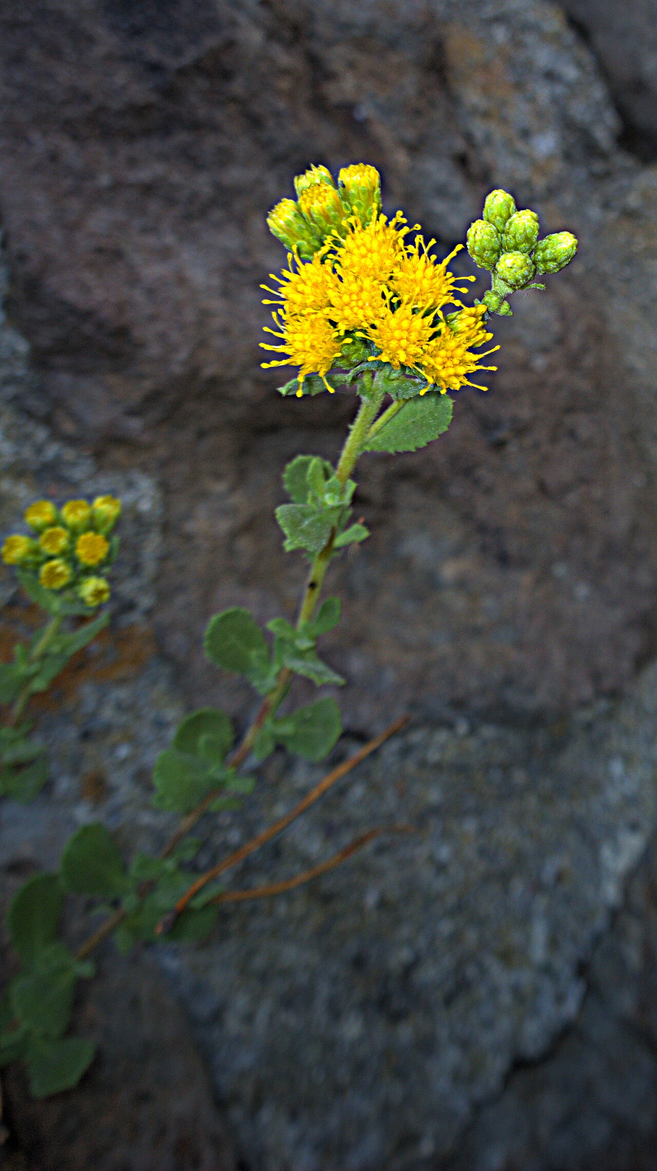 Coast Goldenbush (Isocoma menziesii) - PlantNative.org Close-up of Coast goldenbush (Isocoma menziesii) flower cluster and narrow leaves