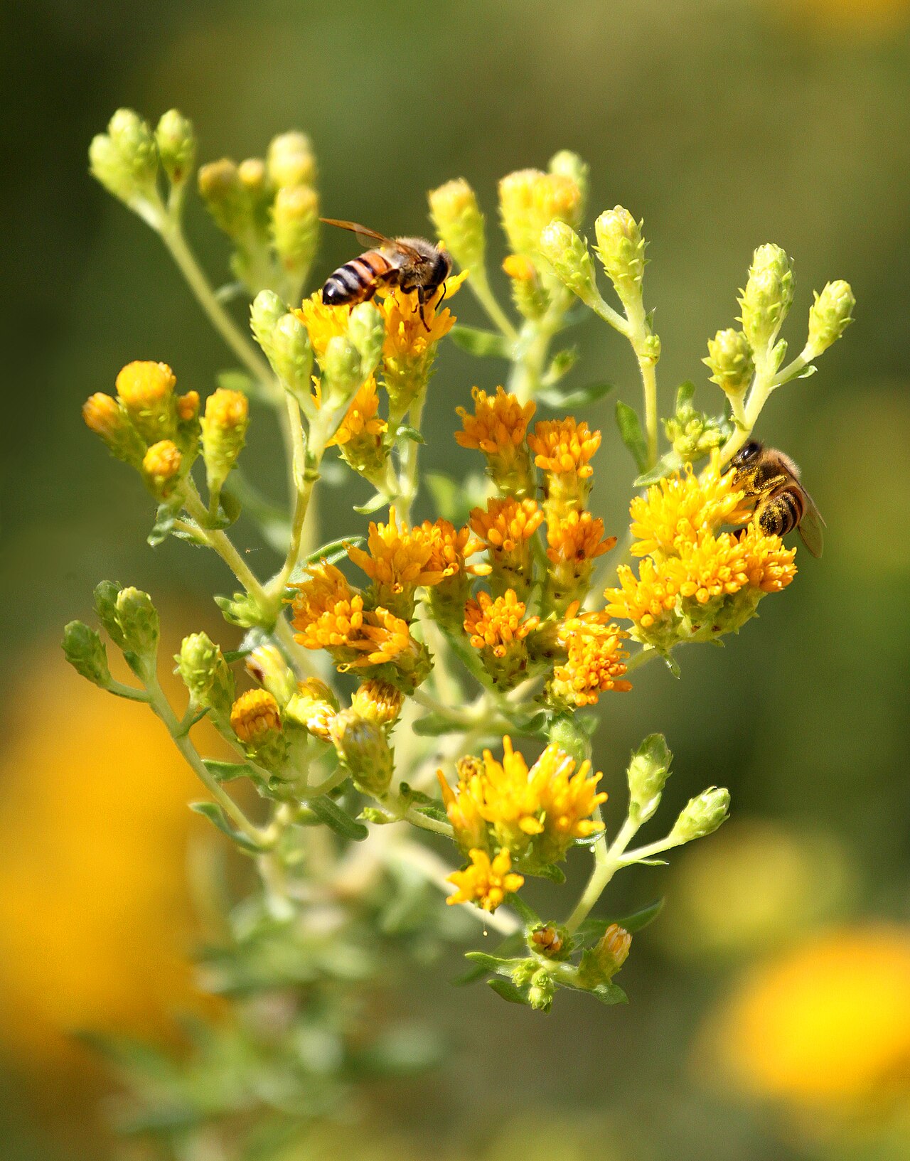 Coast Goldenbush (Isocoma menziesii) - PlantNative.org Bees foraging on the yellow flower clusters of Coast goldenbush (Isocoma menziesii)