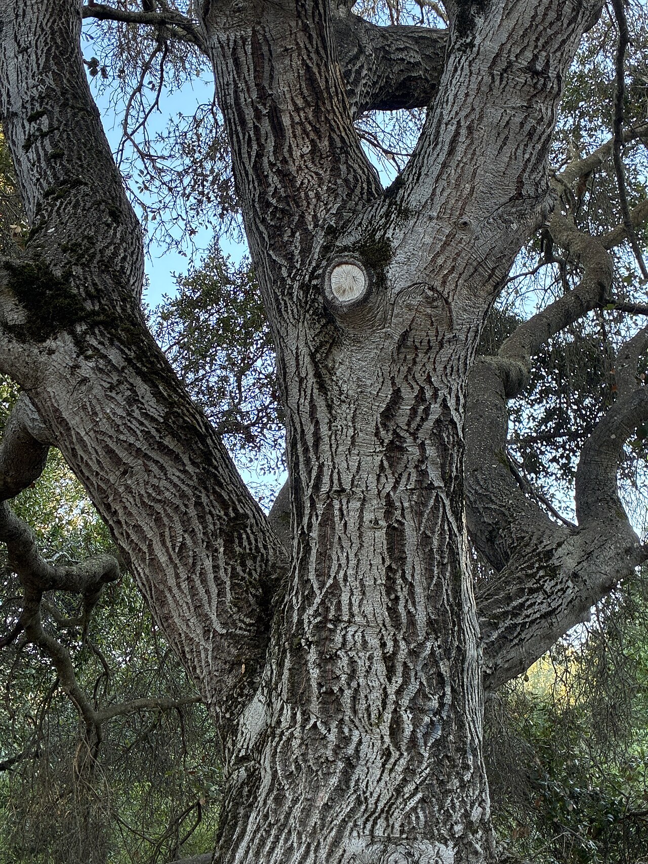 Thick, deeply furrowed dark gray bark of a mature Coast Live Oak (Quercus agrifolia) trunk