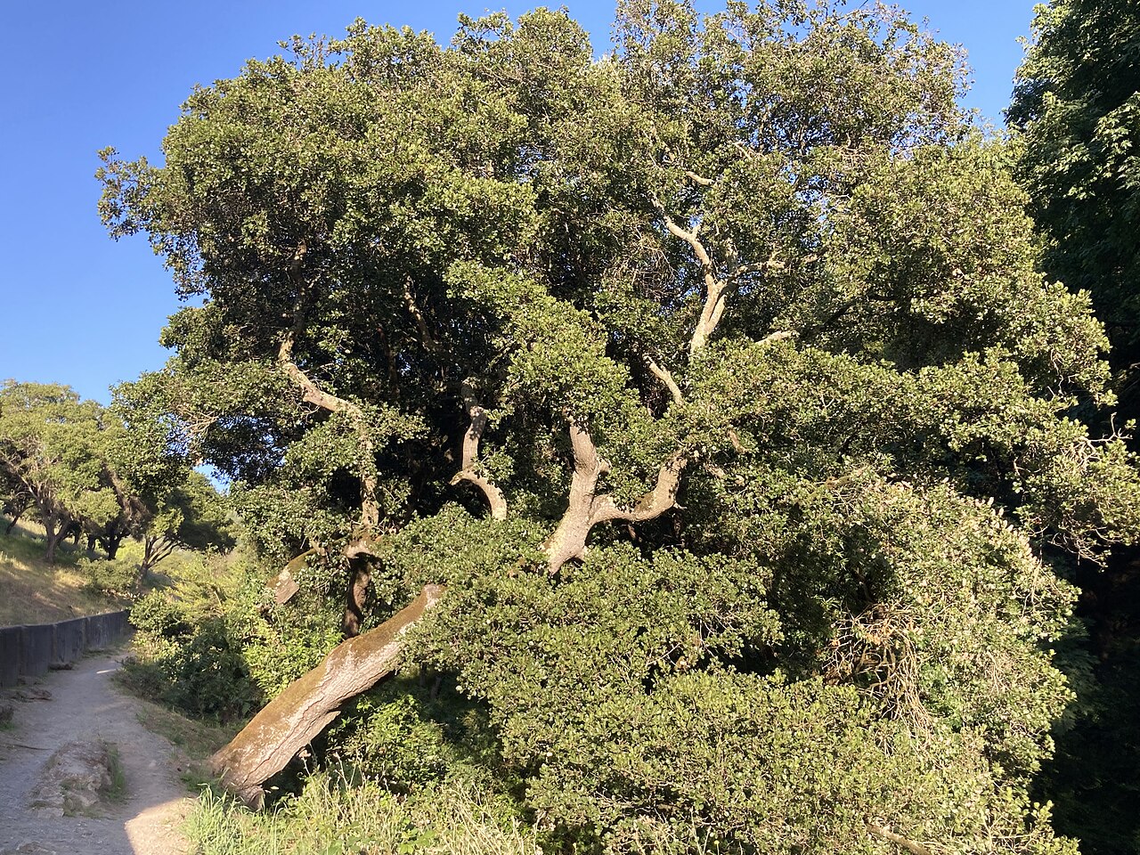 Mature Coast Live Oak (Quercus agrifolia) with broad spreading canopy in the California coastal hills