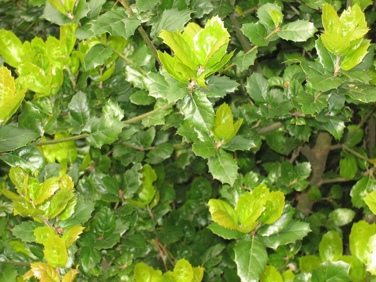 Close-up of glossy, spiny-margined Coast Live Oak (Quercus agrifolia) leaves