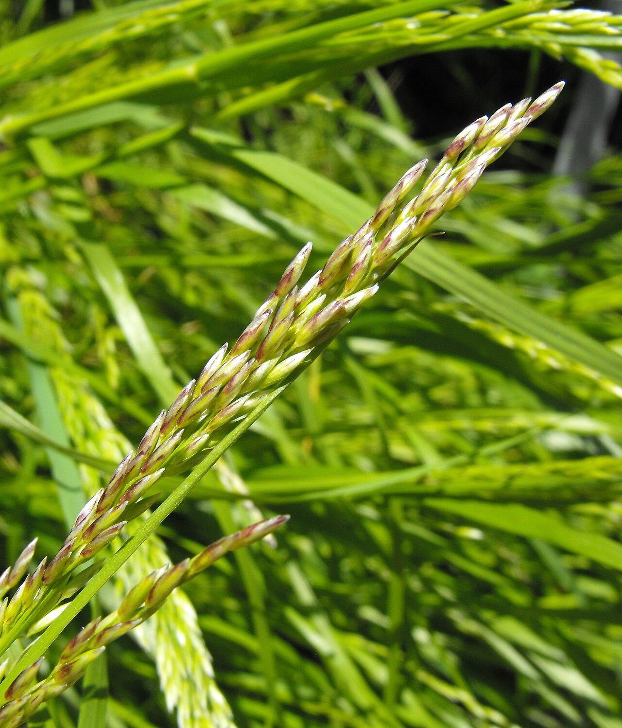 Coast melic (Melica imperfecta) grass with narrow blades and an open, slender flowering panicle