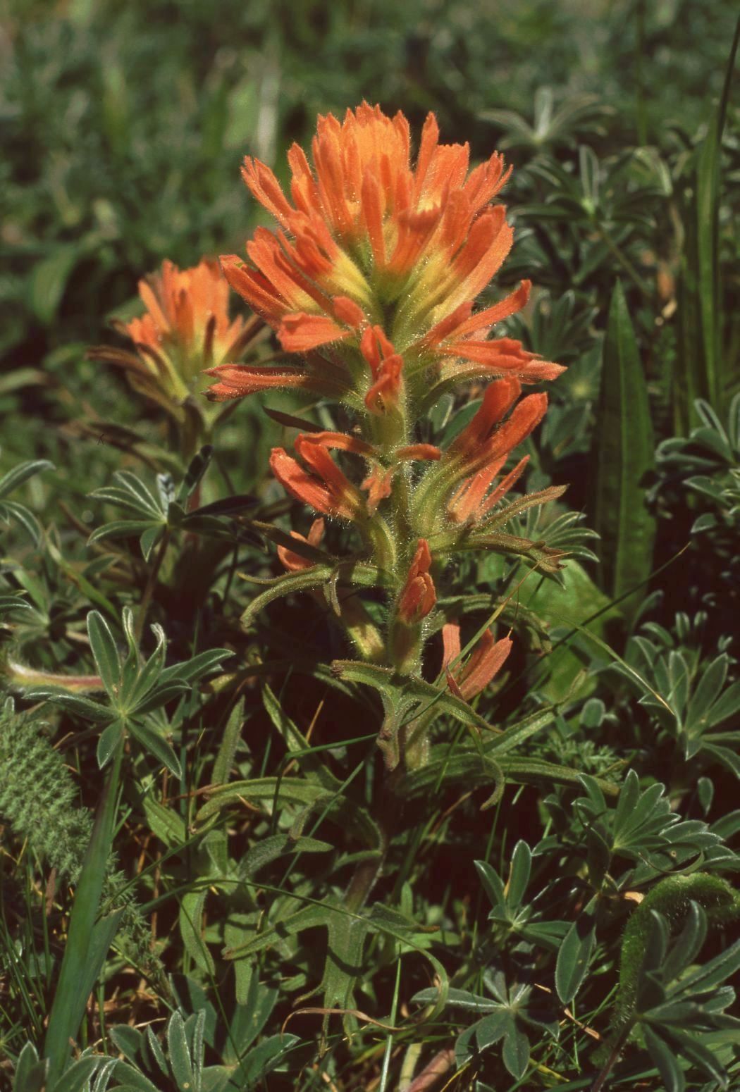 Coast Paintbrush (Castilleja affinis) - PlantNative.org Close-up of a coast paintbrush (Castilleja affinis) flower spike with orange-red hairy bracts emerging from green foliage