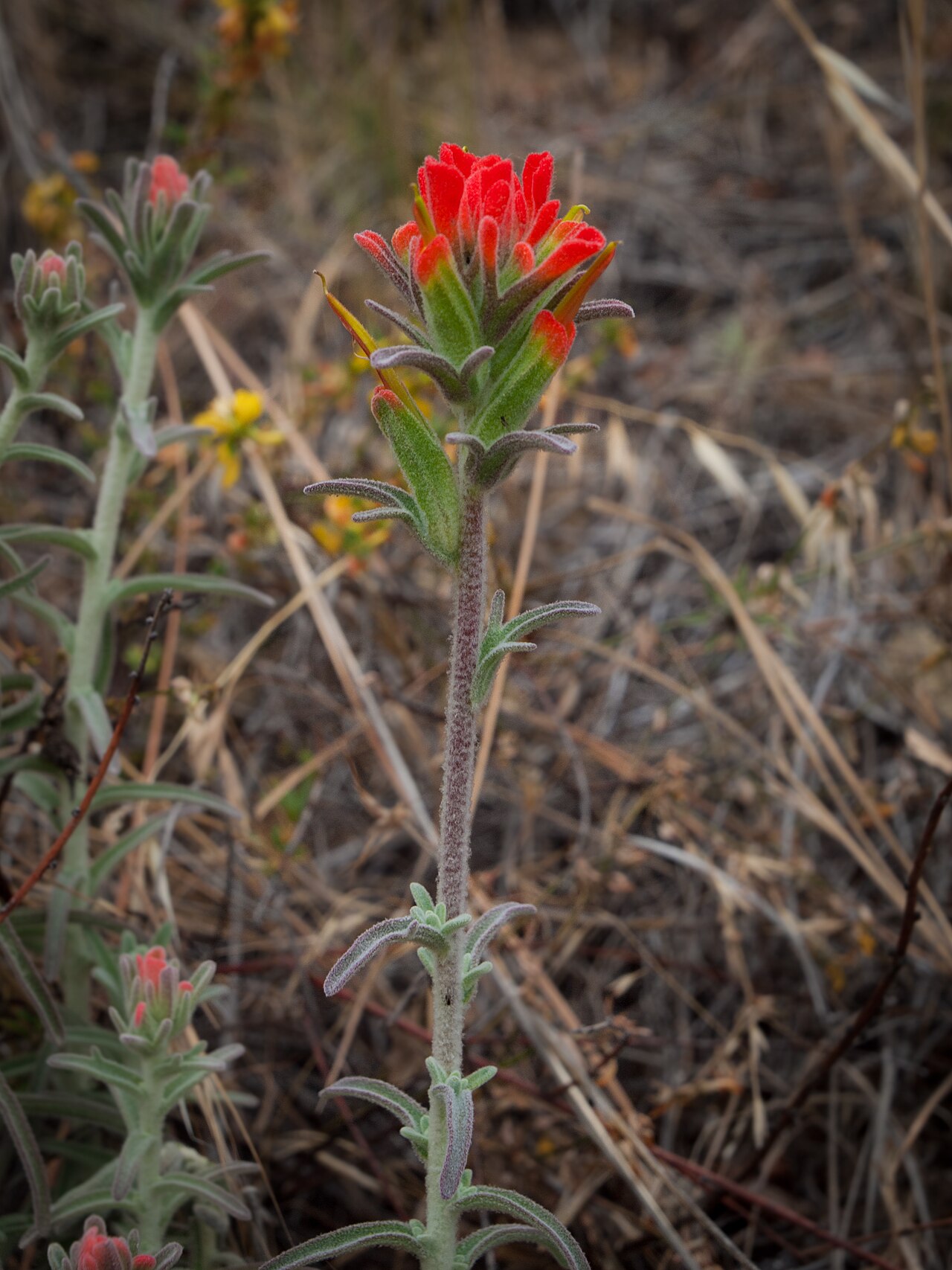 Coast Paintbrush (Castilleja affinis) - PlantNative.org Coast paintbrush (Castilleja affinis) growing in grassland habitat at Del Valle Regional Park, California