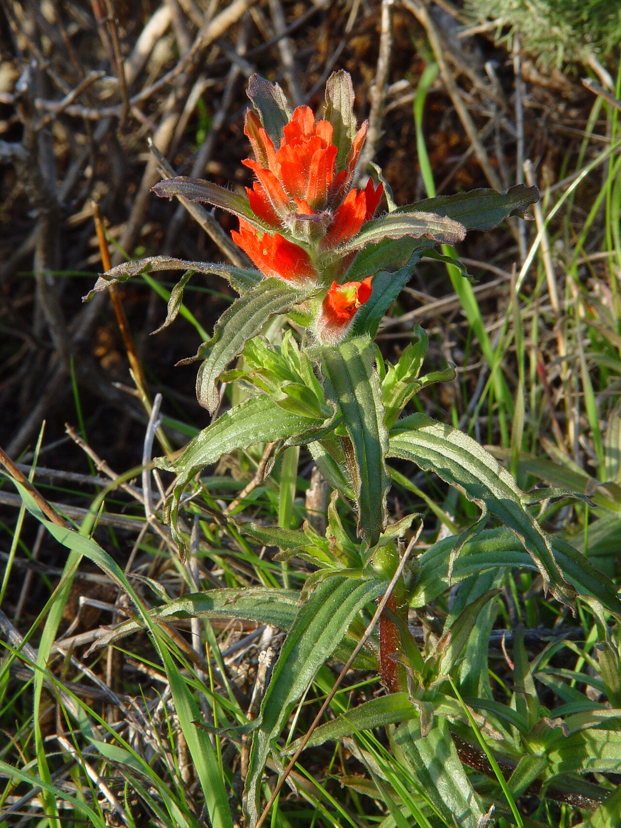 Coast Paintbrush (Castilleja affinis) - PlantNative.org Coast paintbrush (Castilleja affinis) orange-red flower spike with hairy lobed leaves growing among dry grass in Marin County, California